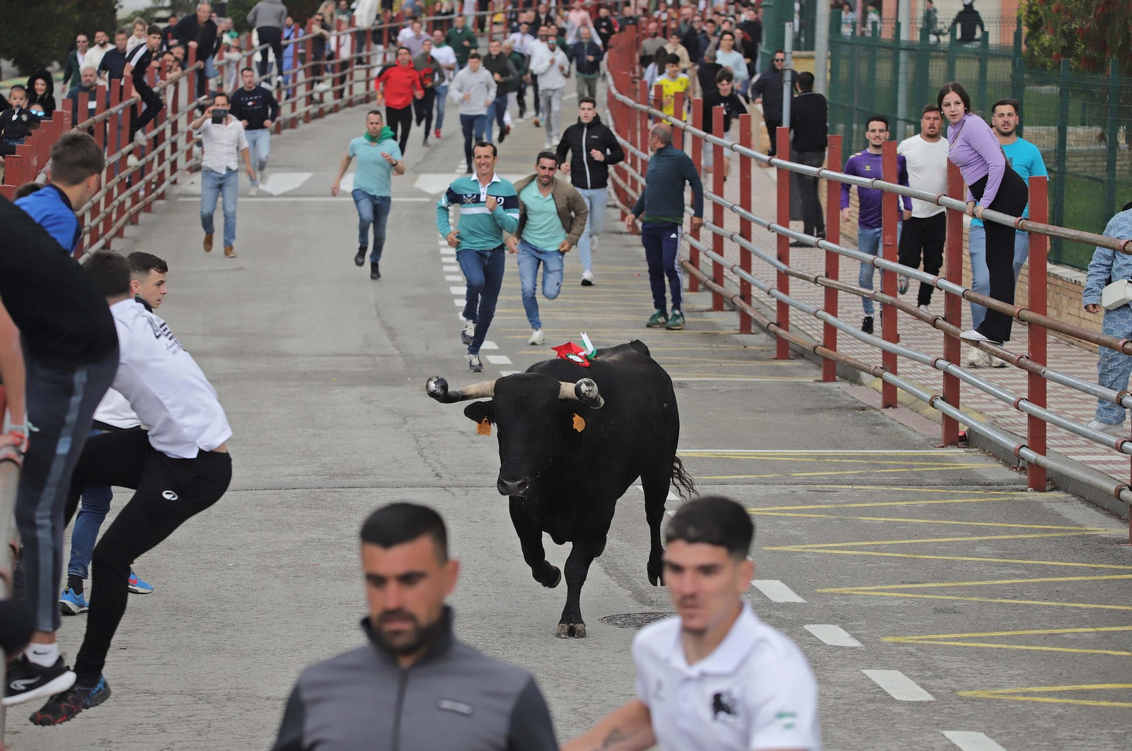 Fotos de los encierros del domingo del Toro Embolao en Los Barrios
