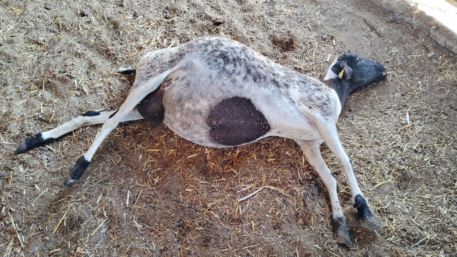 Una de las ovejas muertas en la ganadería de Cristóbal González.