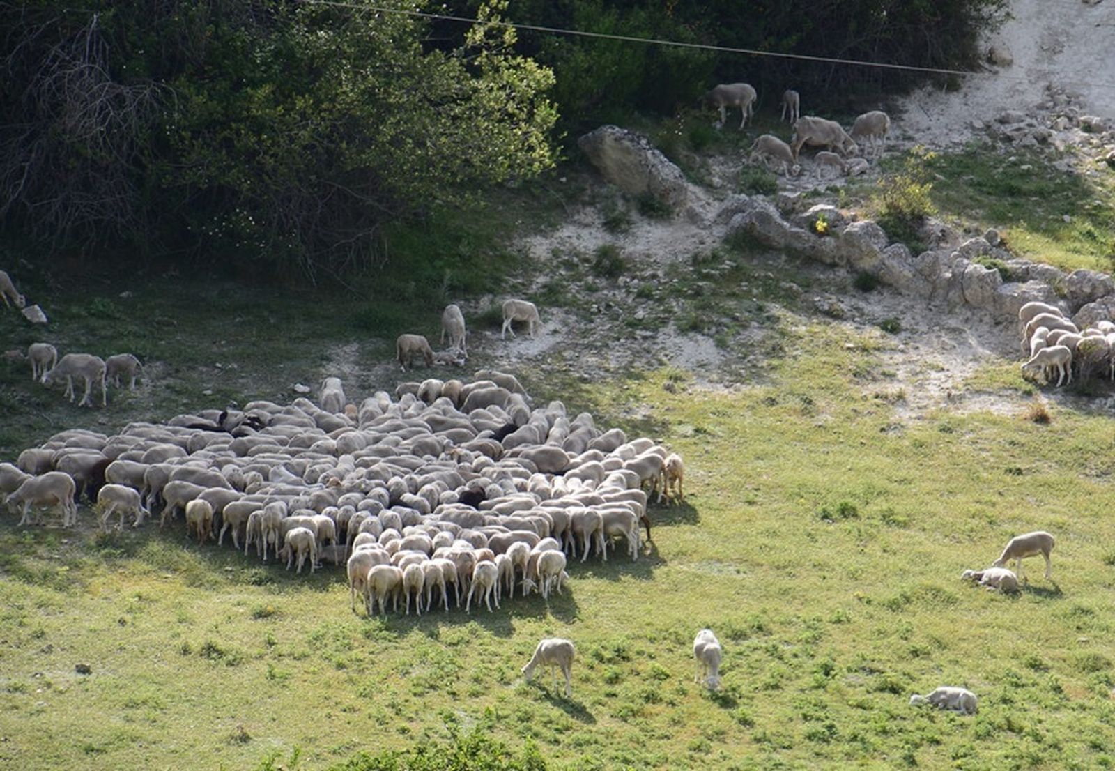Un rebaño de ovejas en Sierra Morena.