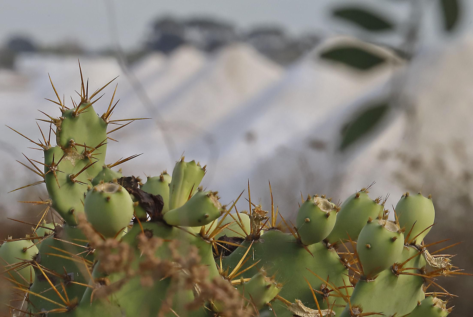 Paraje natural Marismas del Odiel, paraíso de Huelva entre salinas