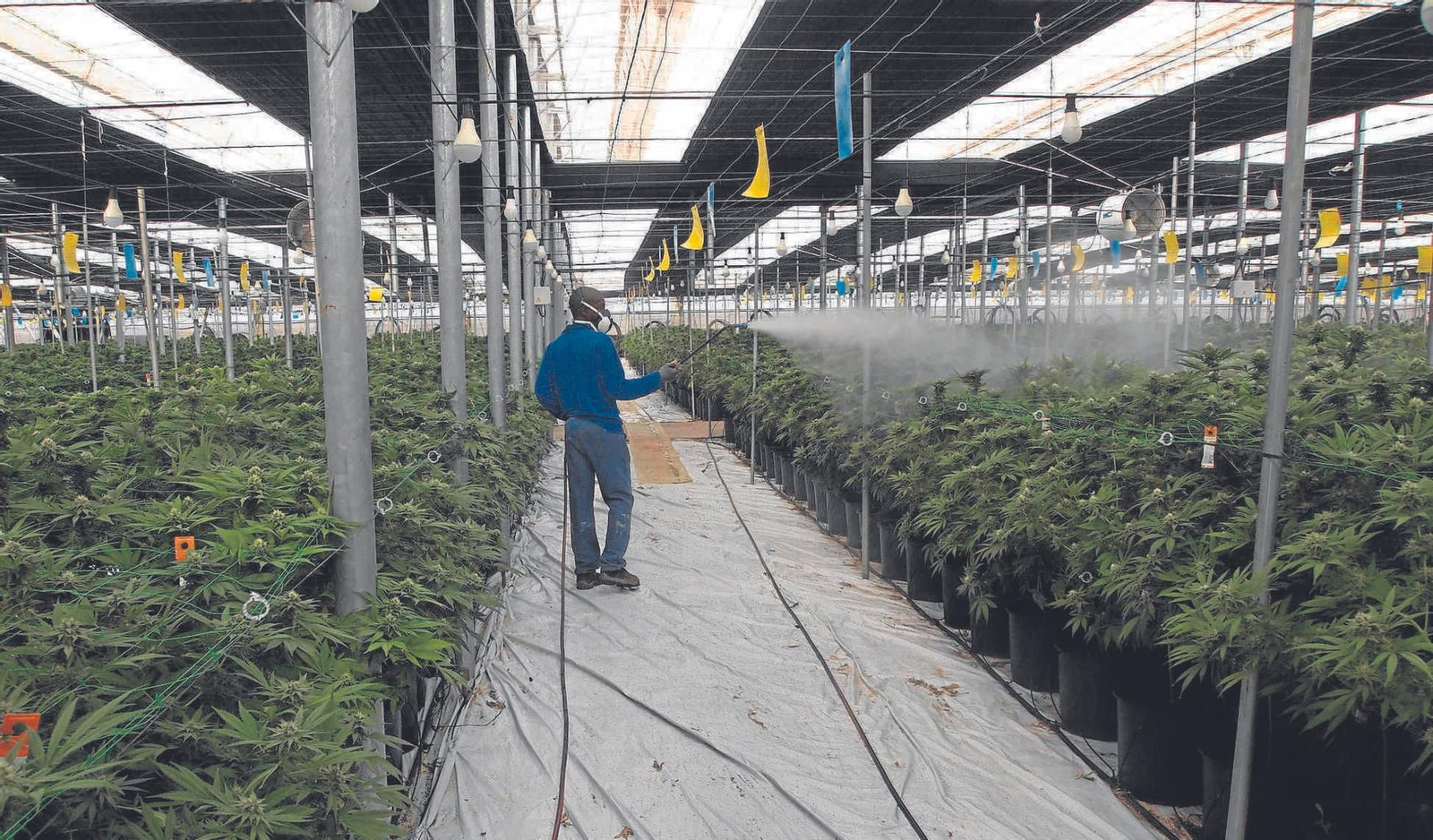 Un trabajador riega plantas de cáñamo en una plantación legal.