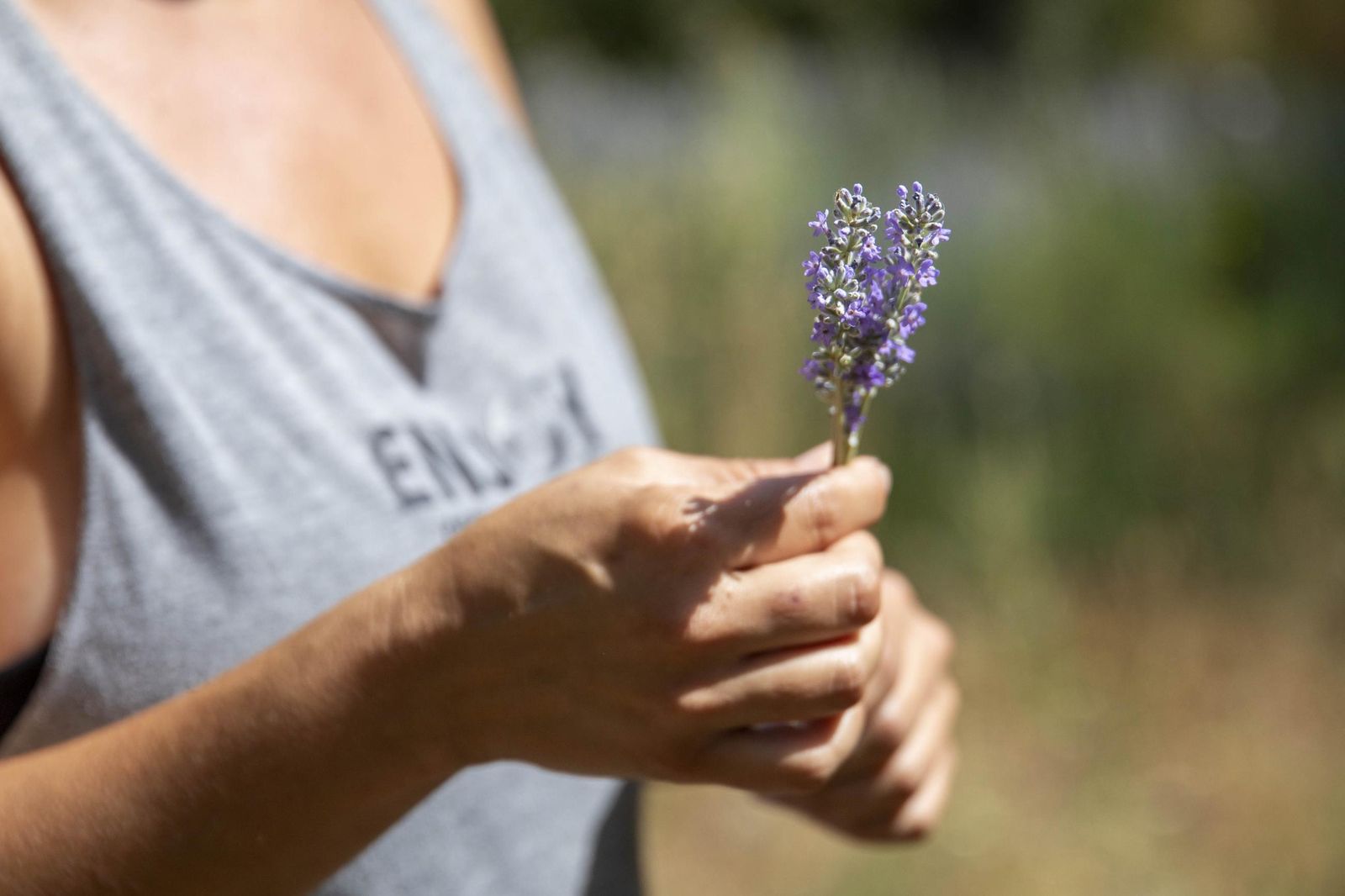 El jardin de lavandas en Benecid
