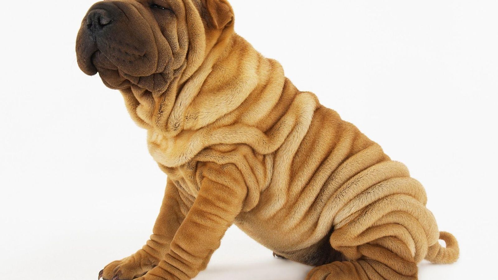 Sharpei