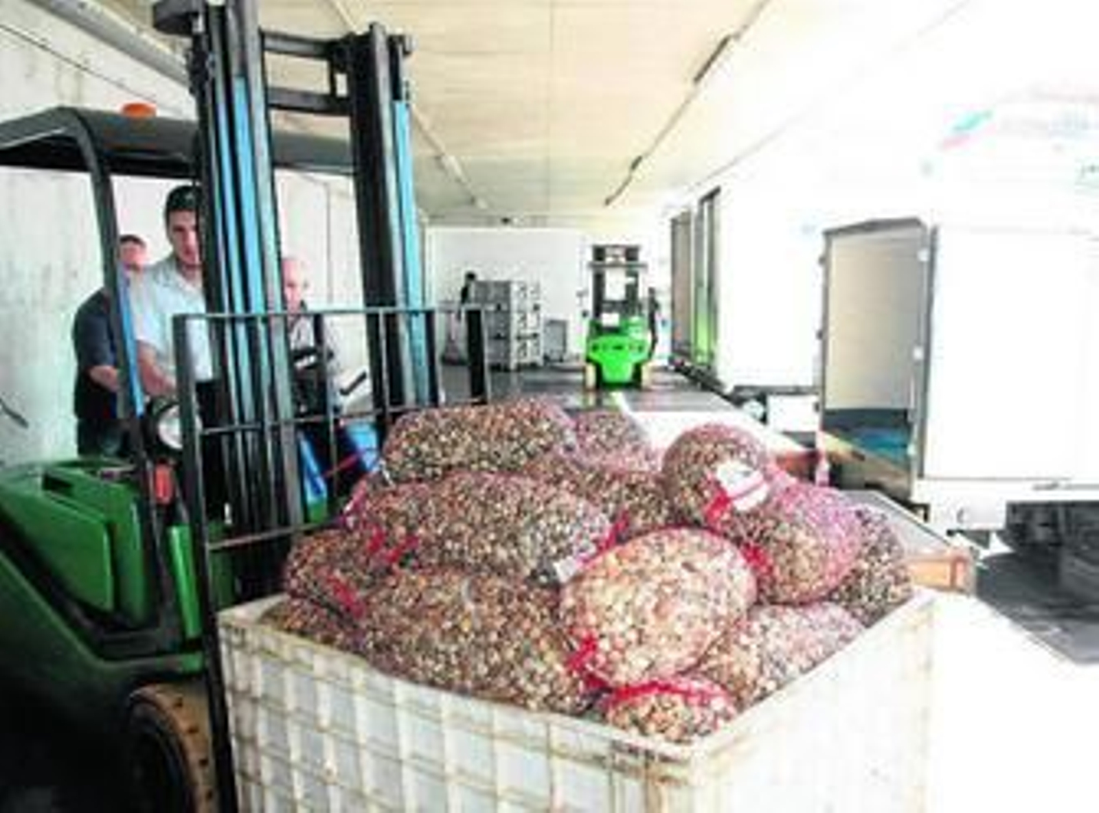 Un cargamento de chirlas recién recogidas del caladero del Golfo de Cádiz.