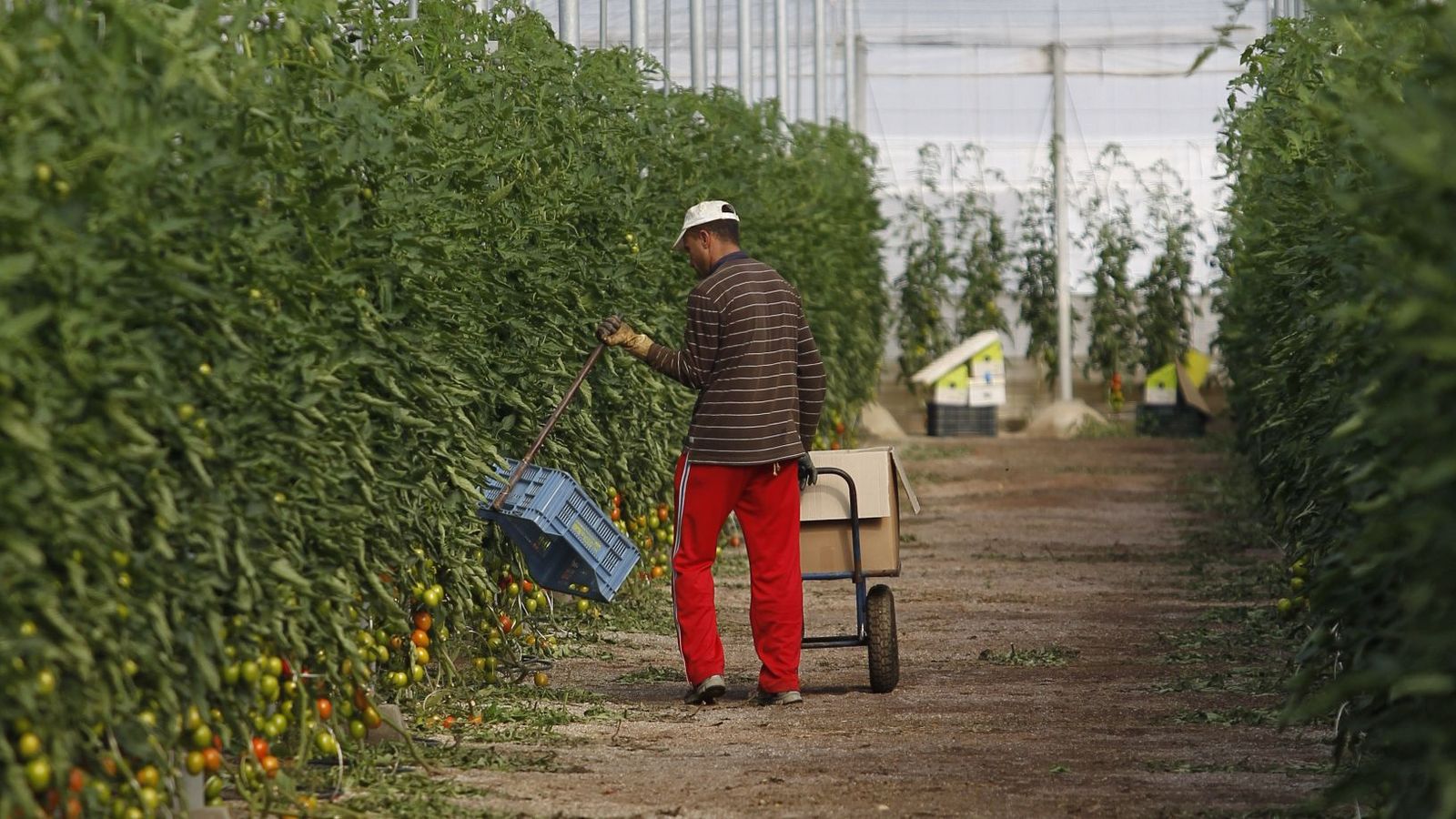 Un agricultor trabaja en un invernadero de San Isidro.