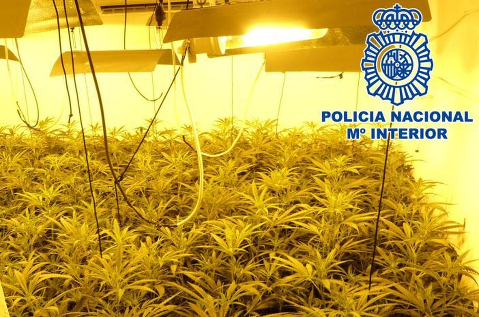 Operación Sofía contra la marihuana a gran escala: registradas ocho viviendas en la zona Norte de Granada