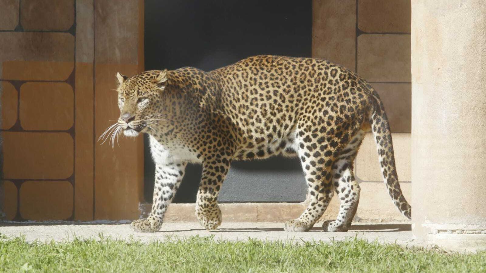 Porthos, en su recinto.