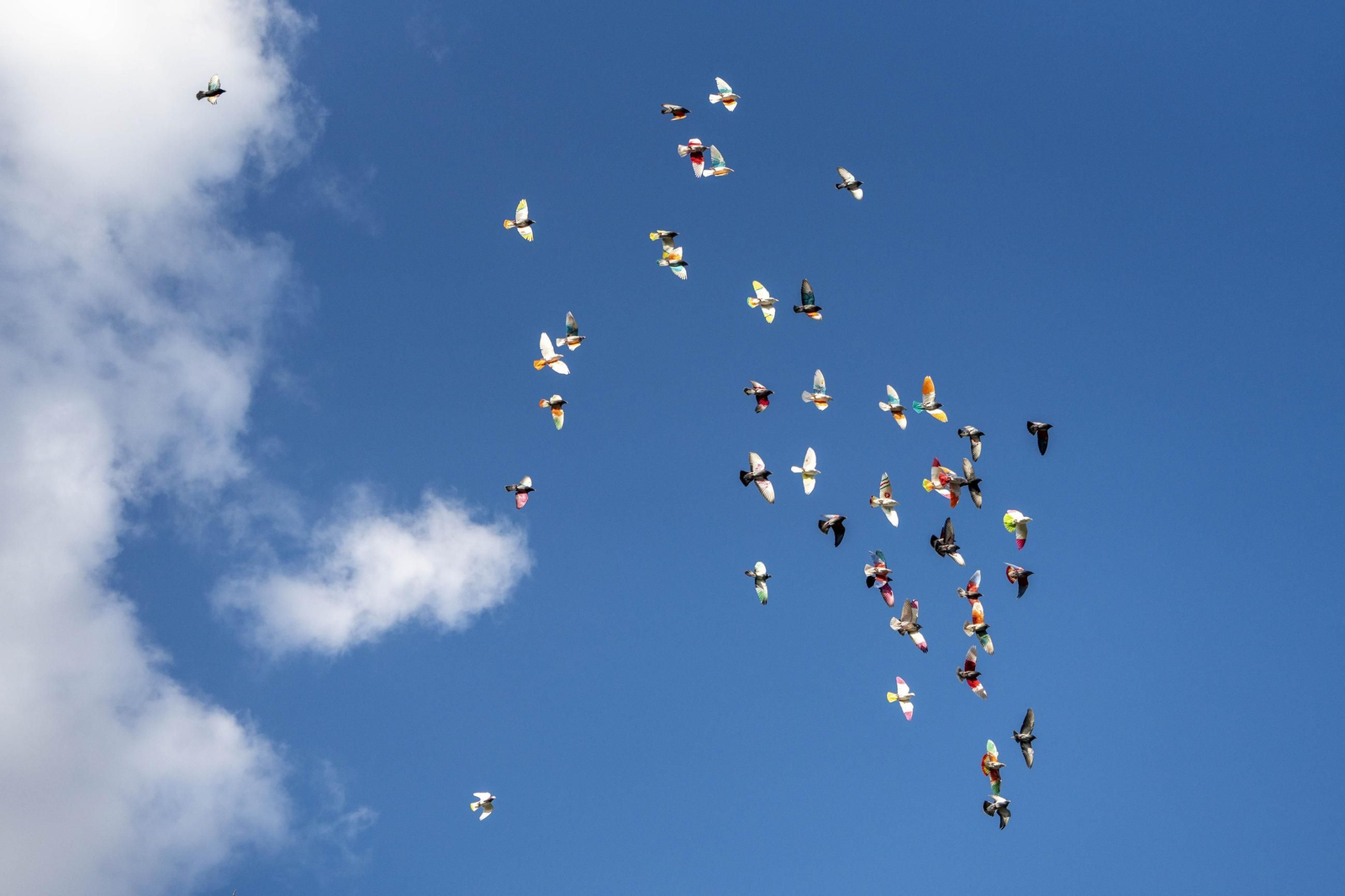Las mejores imágenes de la suelta de palomos en la Feria de Albox