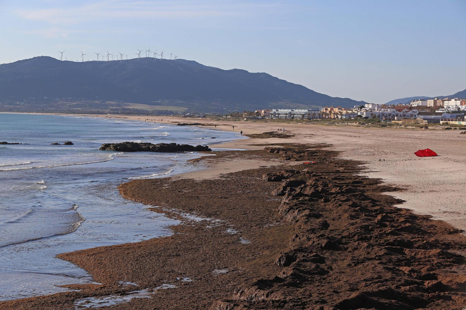 Algas acumuladas en la playa de Los Lances.