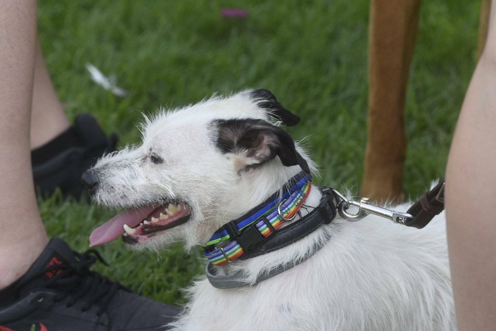Las fotos de la marcha del Orgullo en Córdoba
