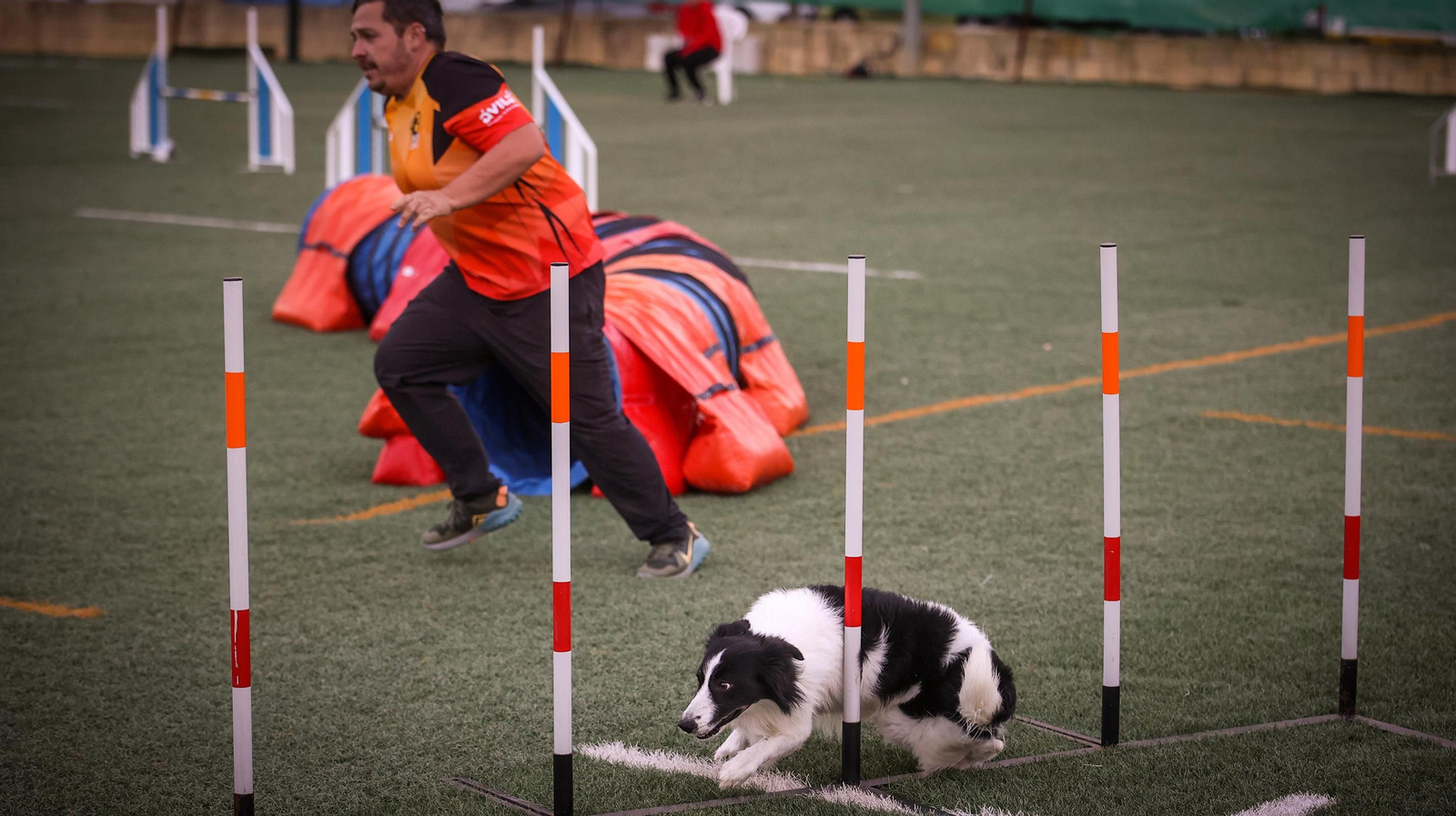 Habilidad canina en la prueba puntuable para el Campeonato de España de 'Agility' celebrado en Jerez Espectaculares las pruebas de disciplina canina puntuables para el Campeonato de España de Agility