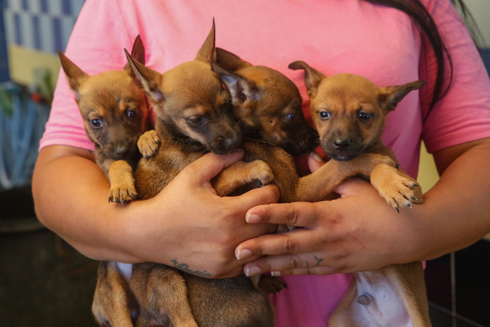 Las fotos de la protectora de animales de La Línea El gato andaluz