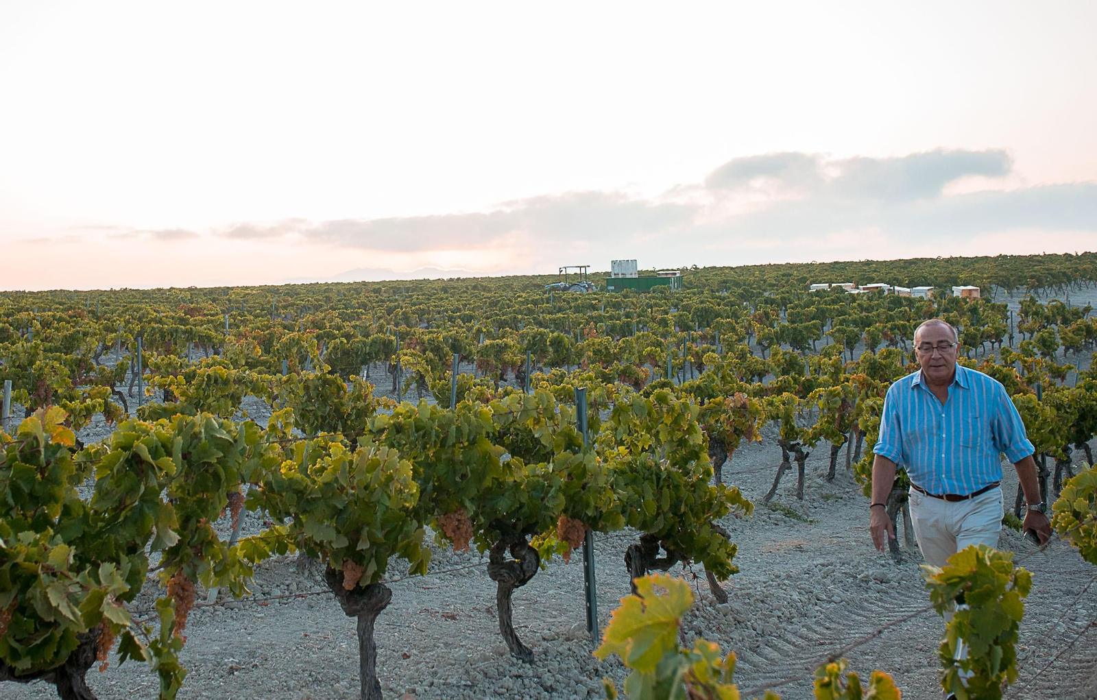 La vendimia nocturna de Tío Pepe