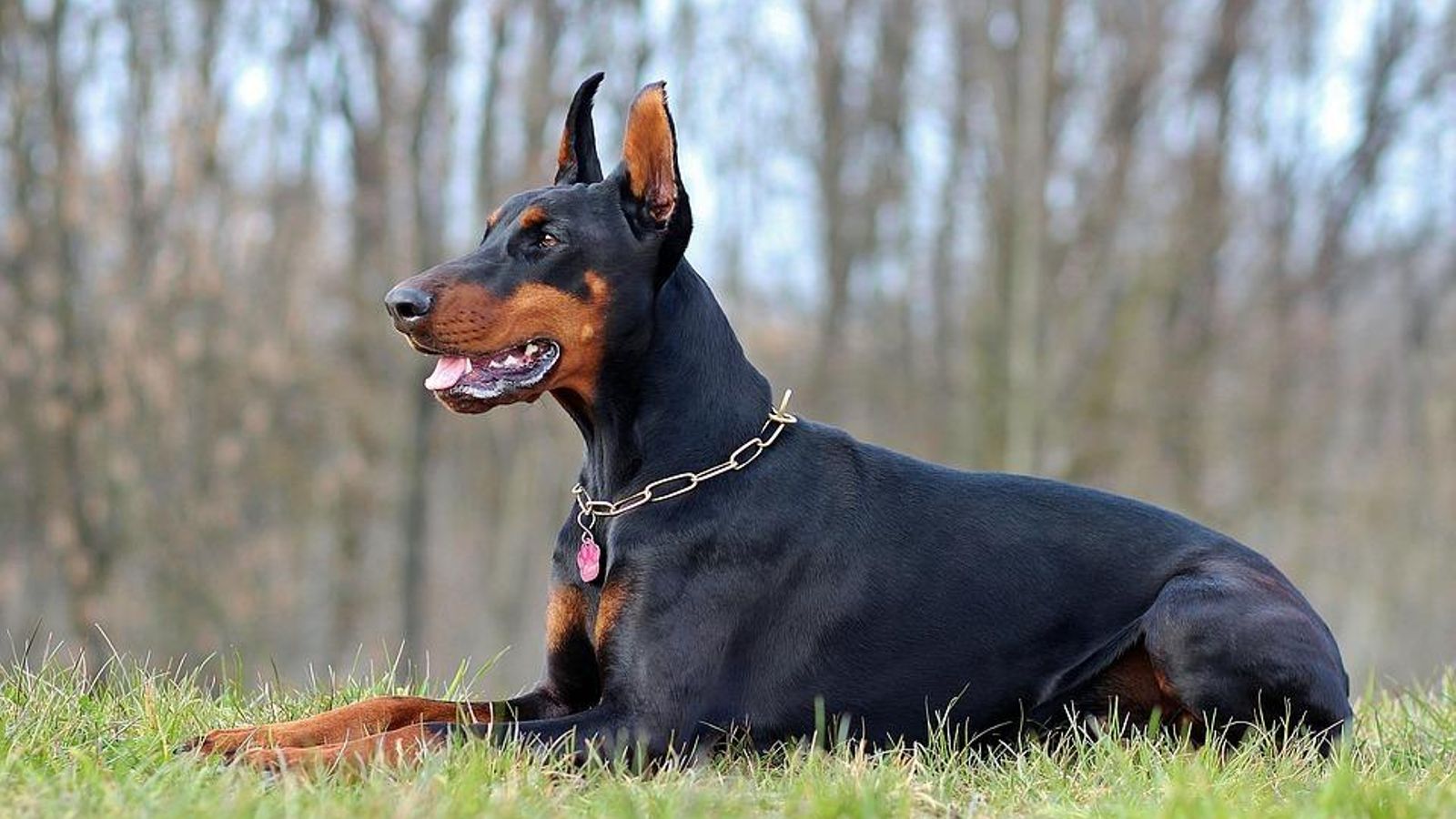 Doberman
