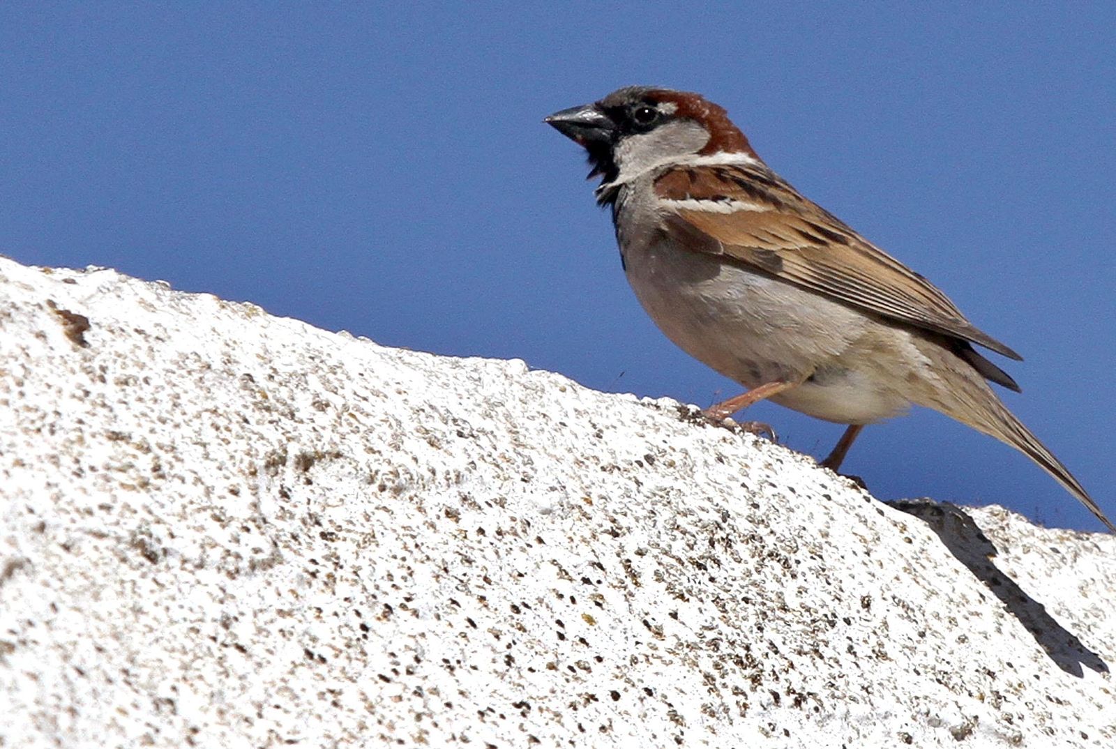 En 18 años España ha perdido una población de 25 millones de gorriones.