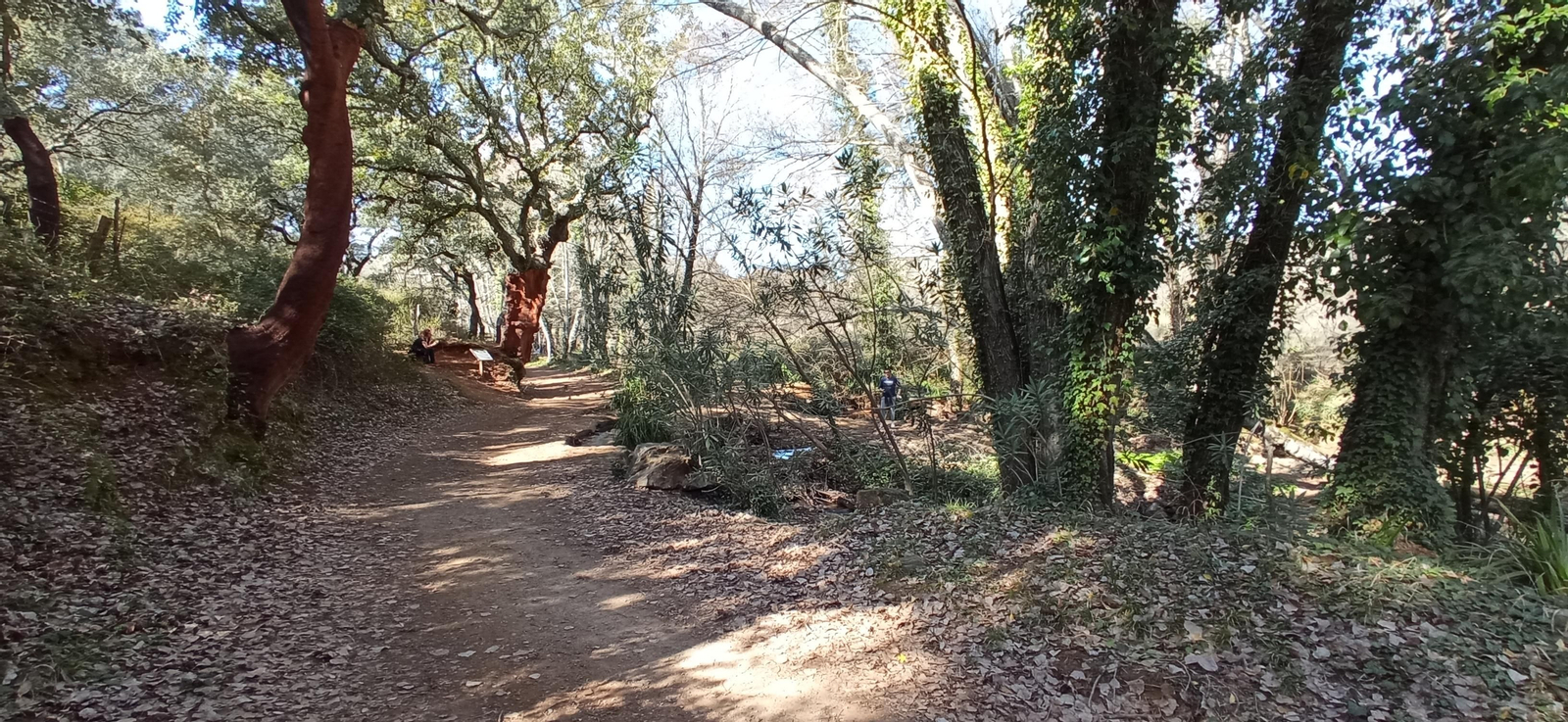 Las imágenes de la ruta de la cascada de Jollarancos y bosque de las letras