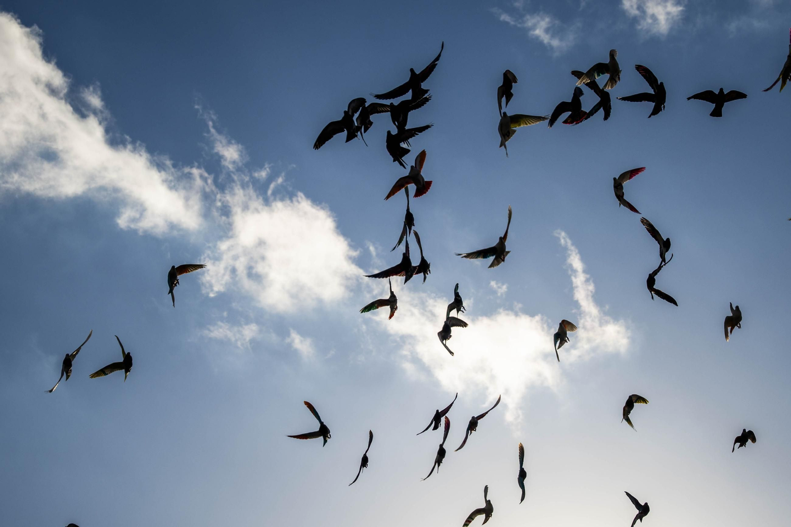Las mejores imágenes de la suelta de palomos en la Feria de Albox