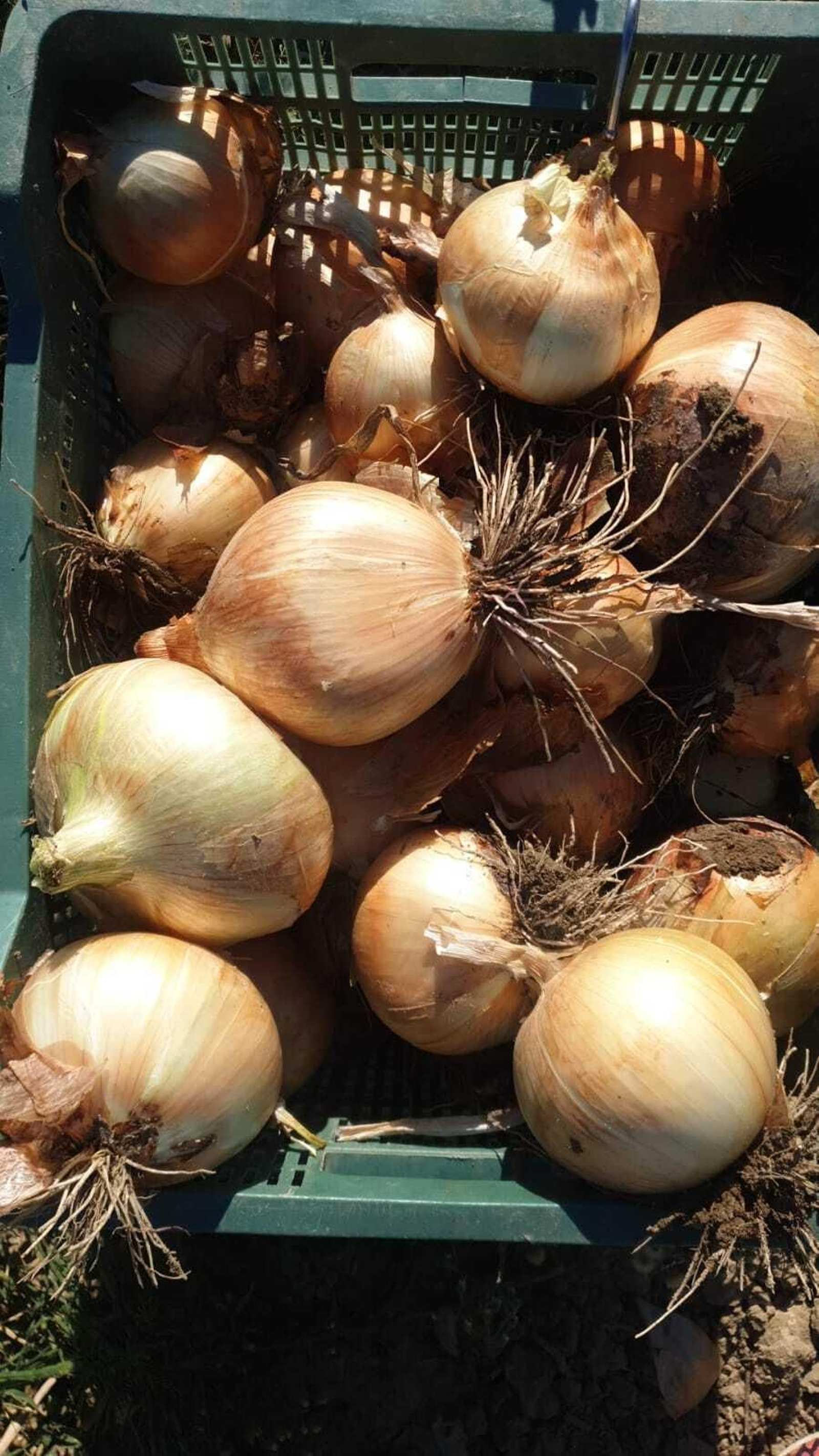 Ejemplares de cebolla babosa.