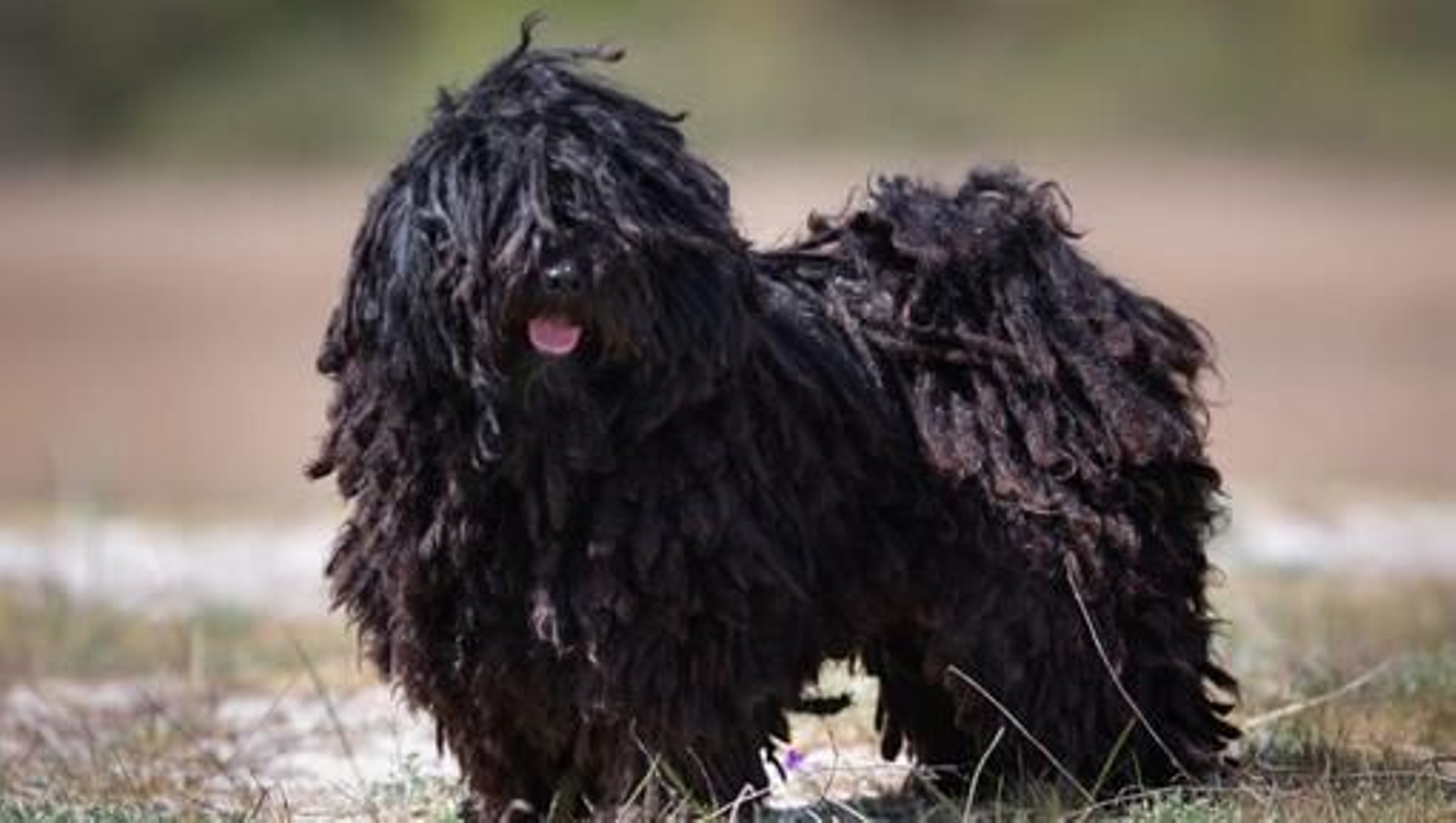 Conoce al Puli Húngaro, el perro más hippie de todos