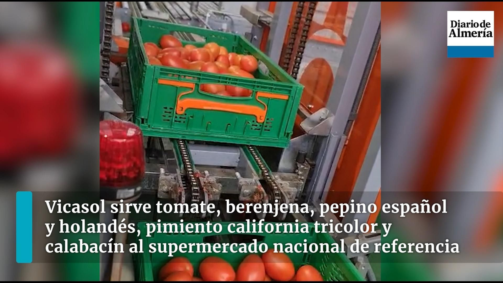 Producción y confección de los tomates de Vicasol.