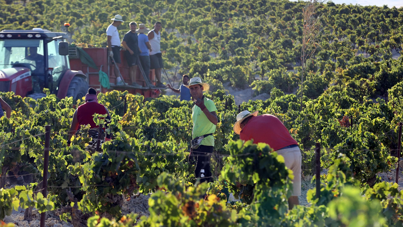 Vendimia a mano en la Viña El Caribe en Jerez