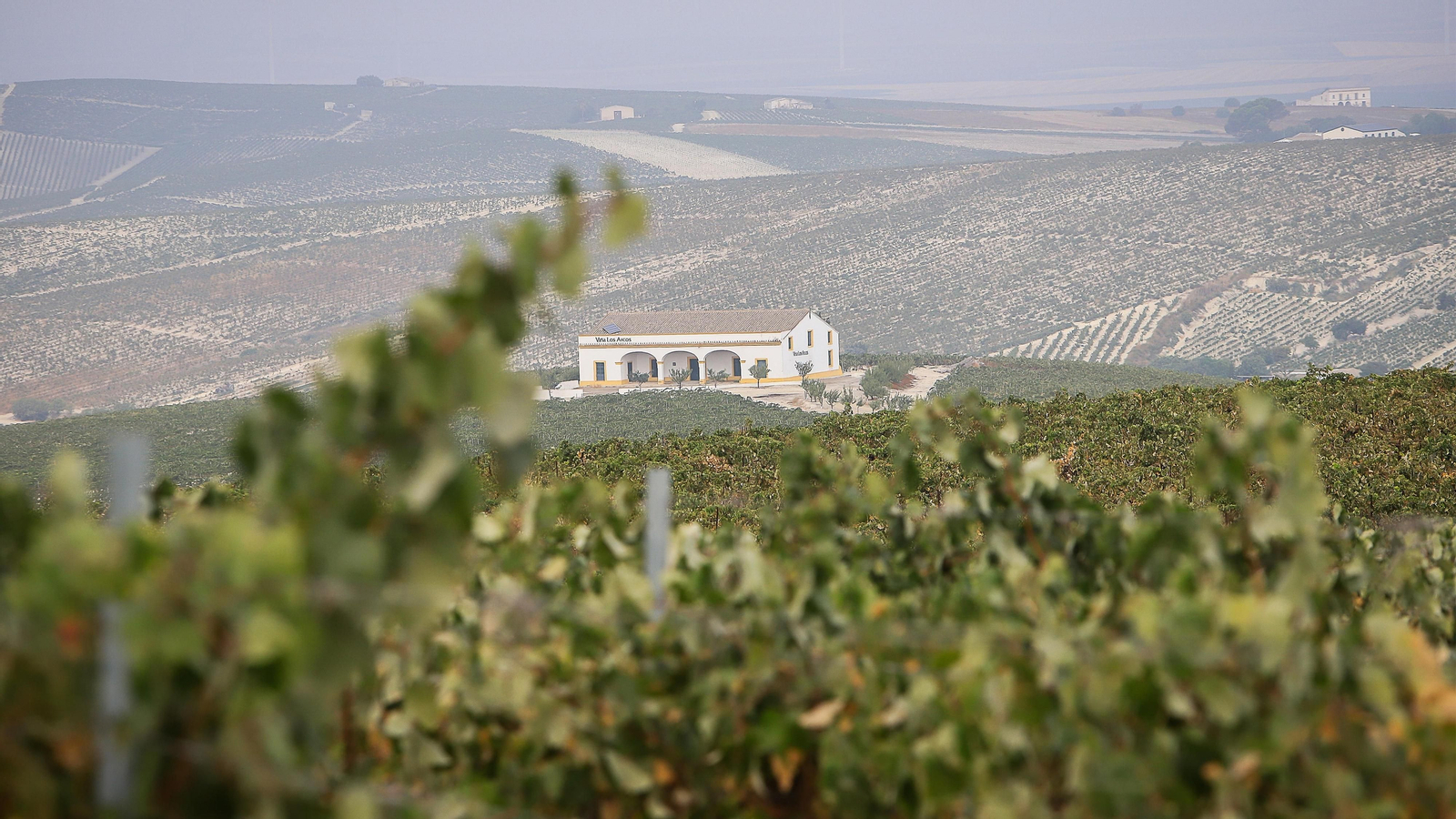 Imágenes de la vendimia de Bodega Estévez
