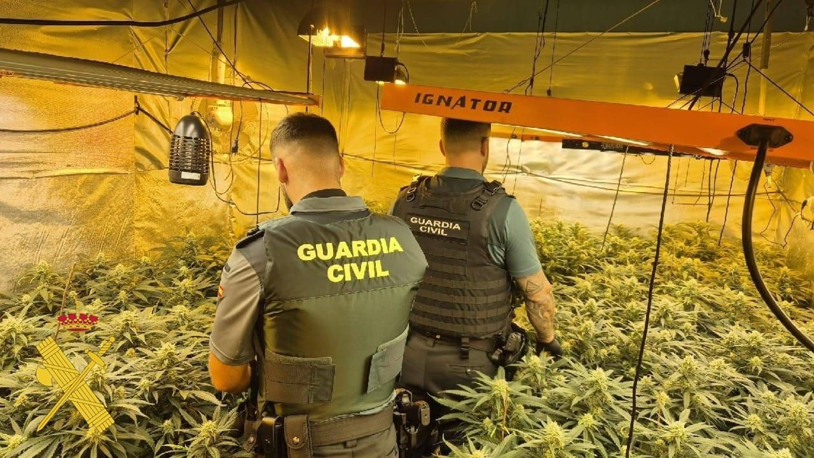 Agentes en la plantación de Vícar.