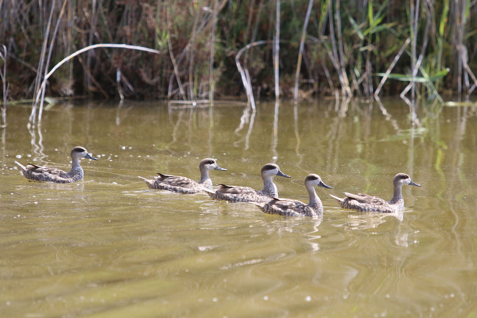 Ejemplares de cerceta pardilla.