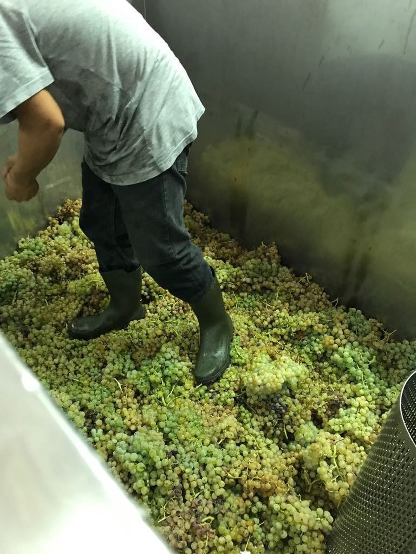 Todo el viñedo de Vinos del Atlántico respeta al máximo los principios y tradiciones de la agricultura tradicional.