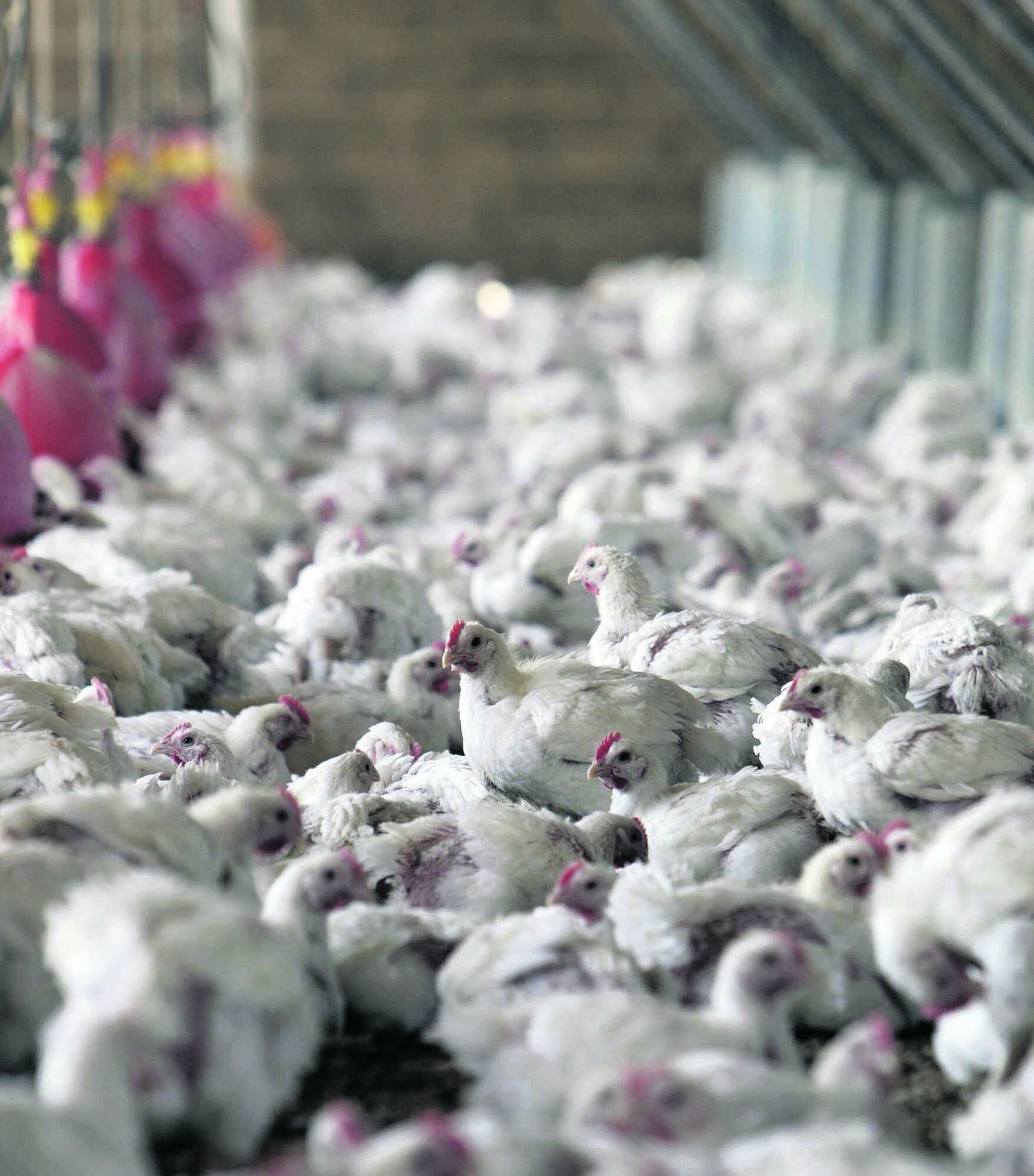 Pollos en una granja para engorde.