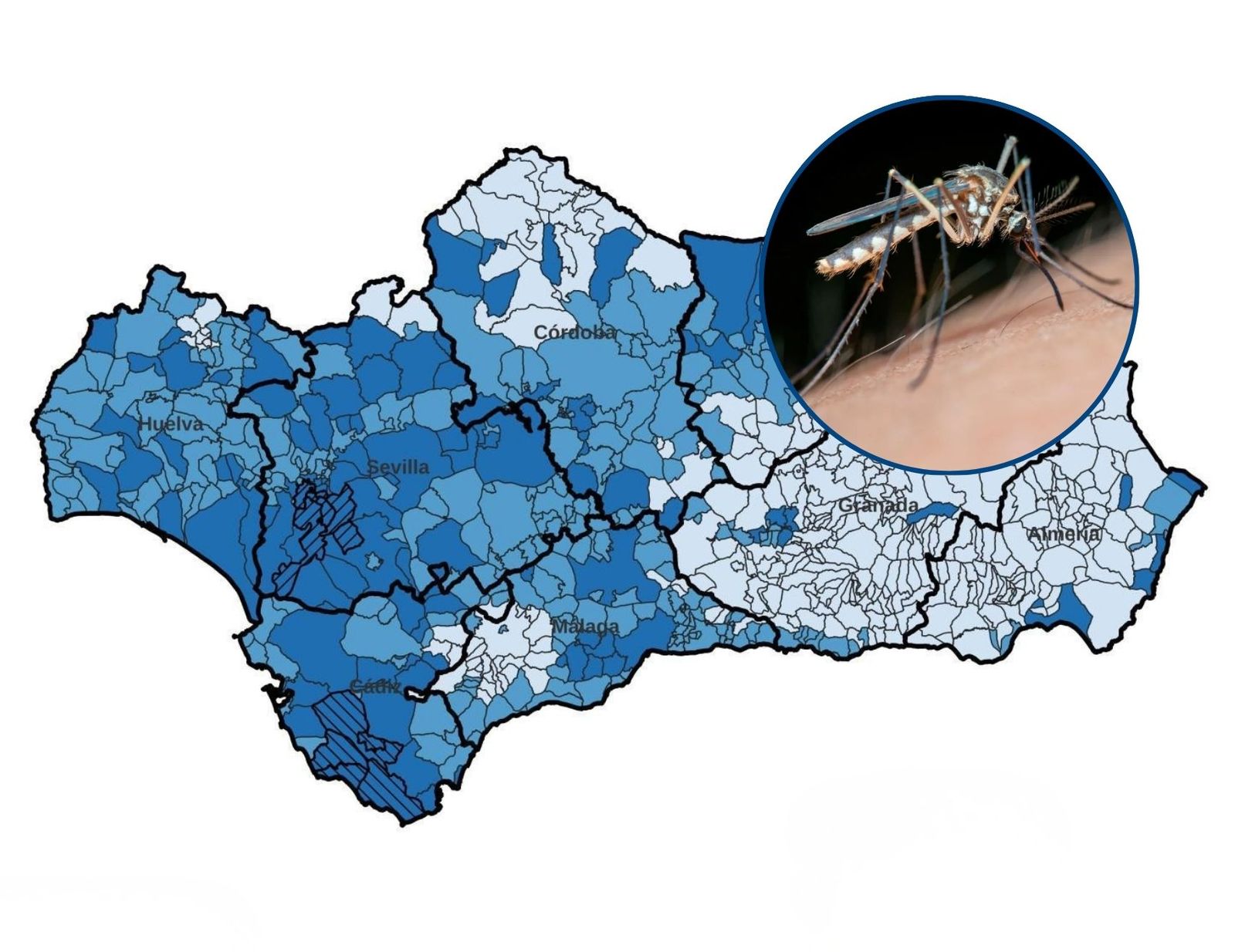 Mapa de los niveles de riesgo del virus del Nilo occidental en Andalucía.