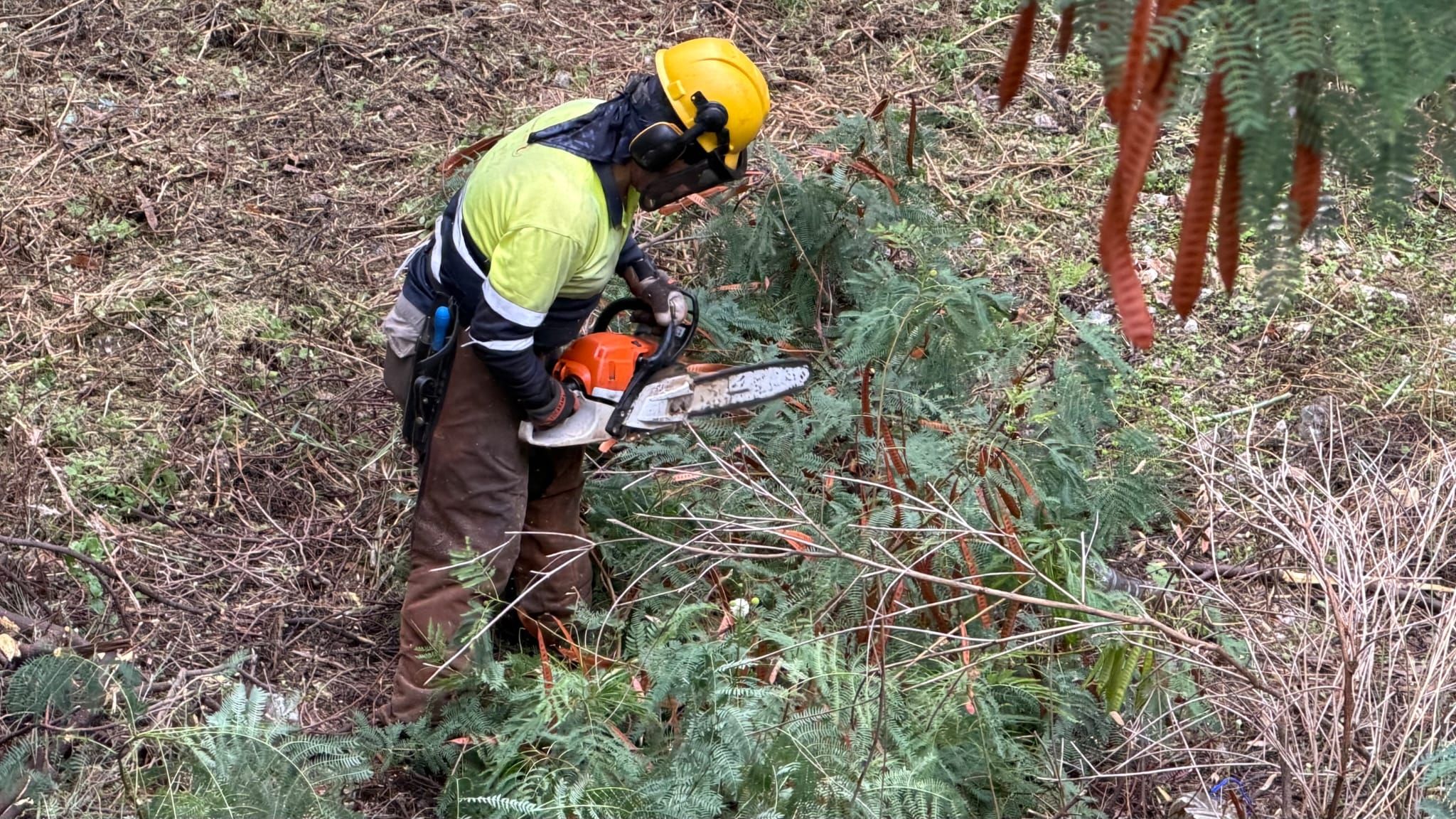 Benalmádena acomete el desbroce y mantenimiento de arroyos y cauces ante la temporada de lluvias