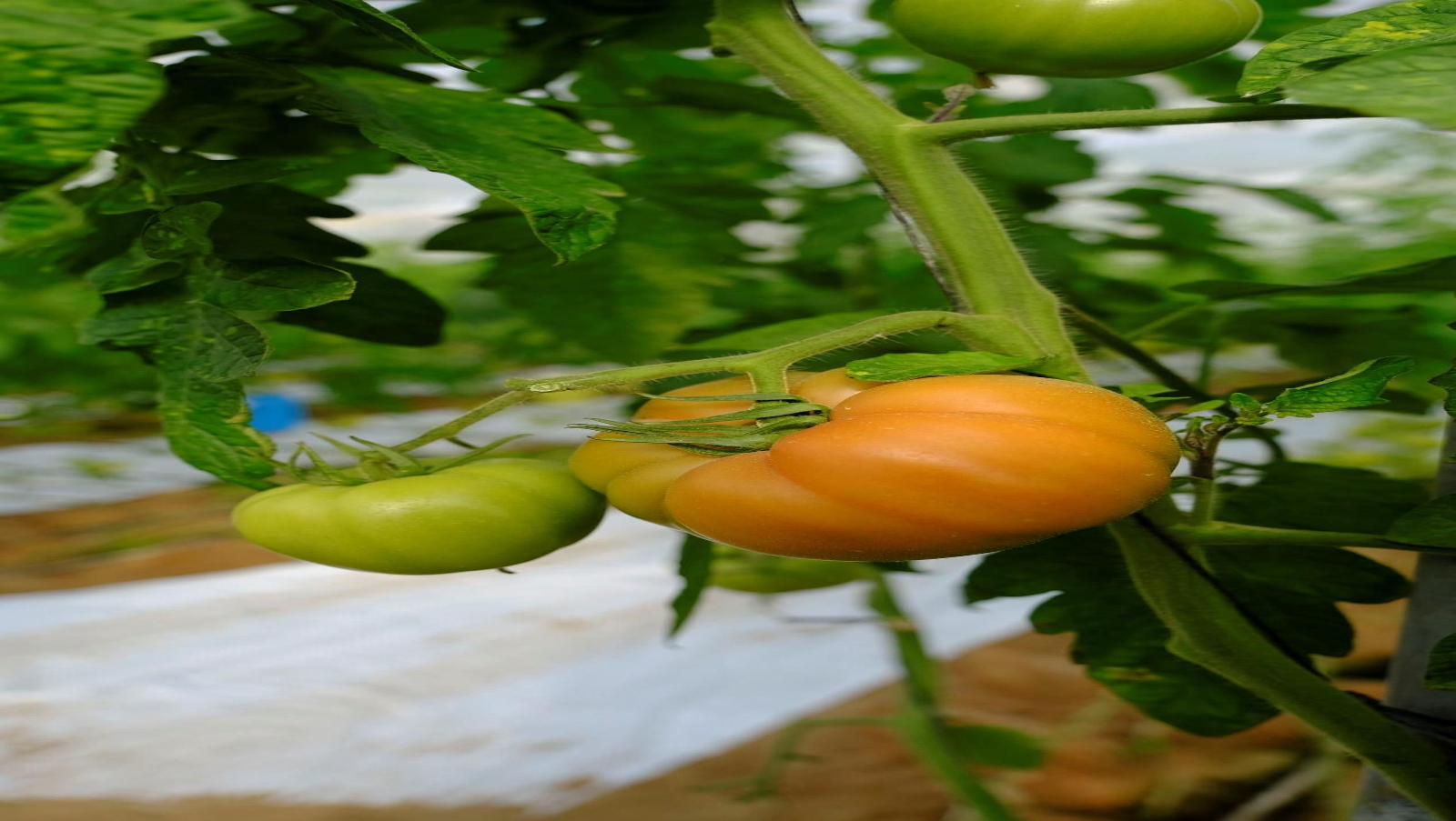 Vea cómo son los tomates almerienses de 'Stella del Cabo'