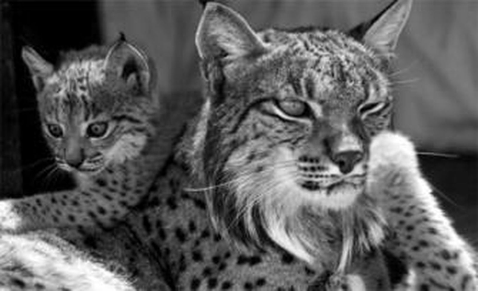 Convocan un concurso de pintura para salvar al lince ibérico