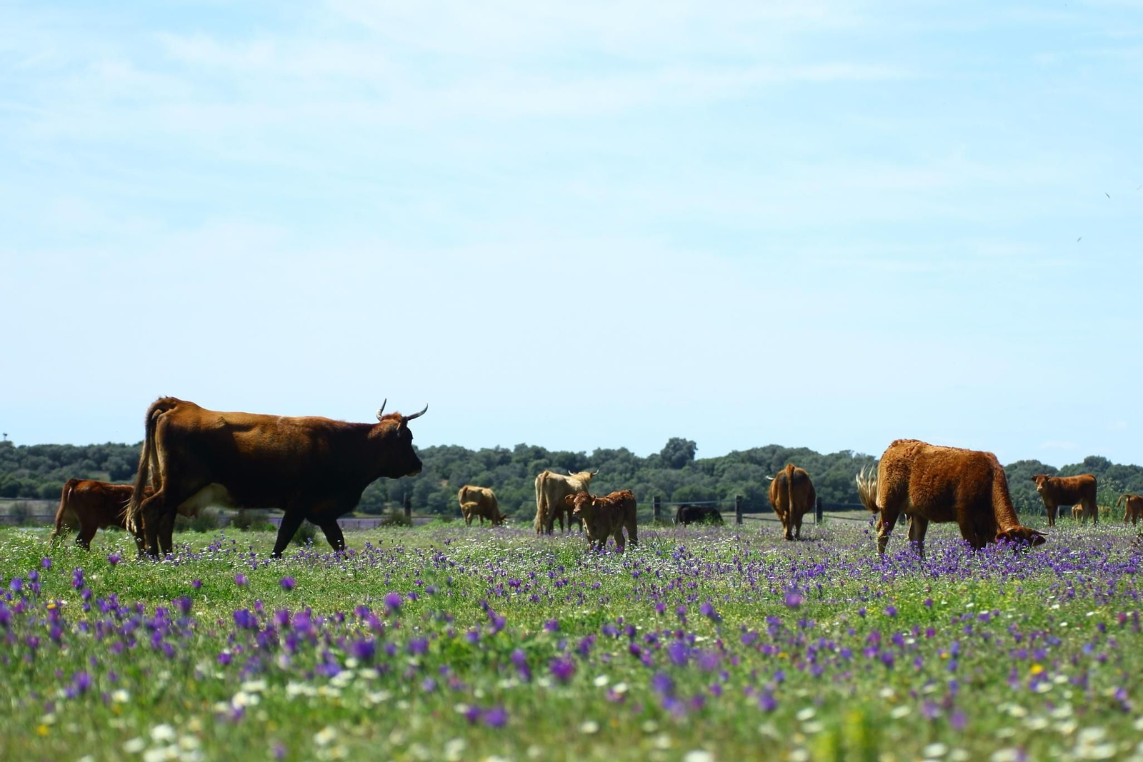 Ganado vacuno pastando en el campo.