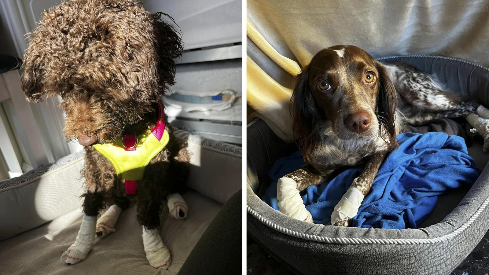 Aria y Gala, las dos perritas de Pegalajar, con sus patas vendadas tras pasar por el veterinario.
