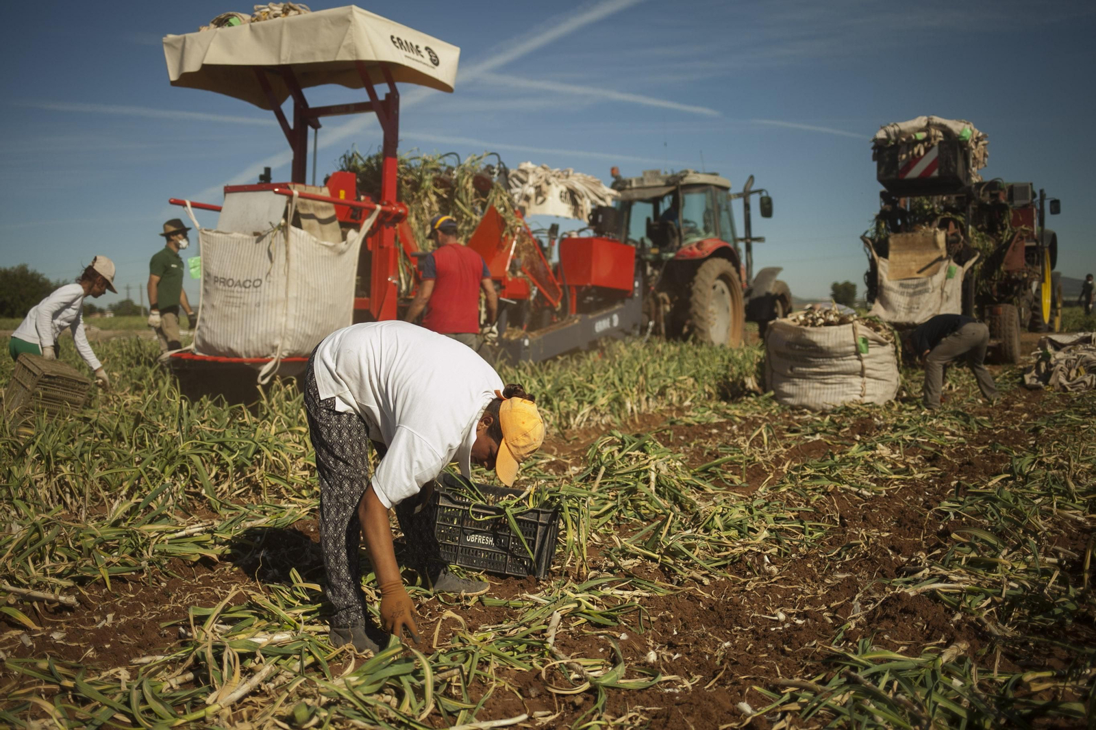 Recolecta de ajos en Andalucía