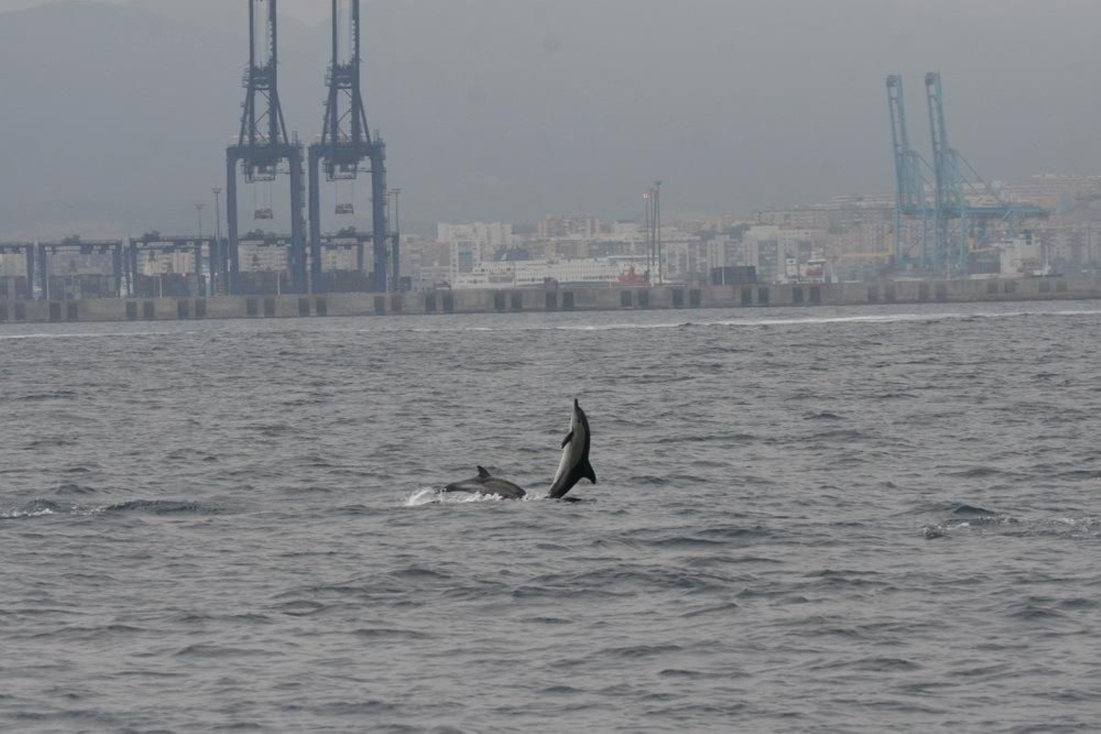 Dos delfines, frente al Puerto de Algeciras.
