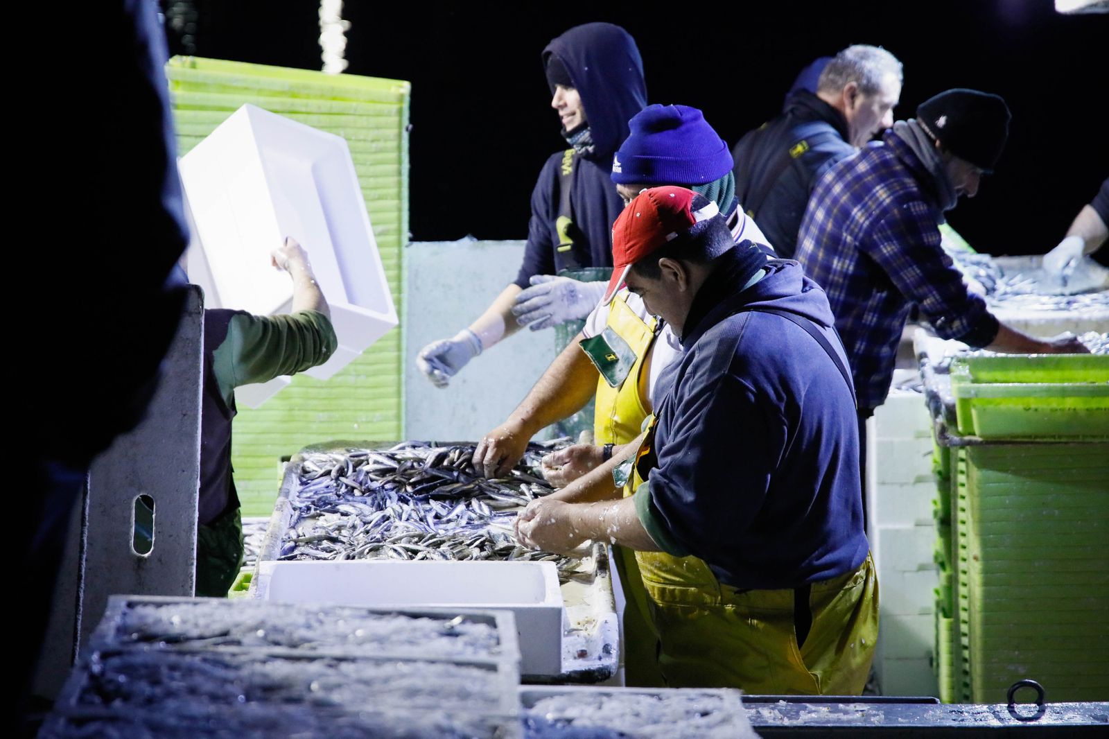 Te contamos en imágenes como ha sido la descarga de las traiñas en la lonja de Almería