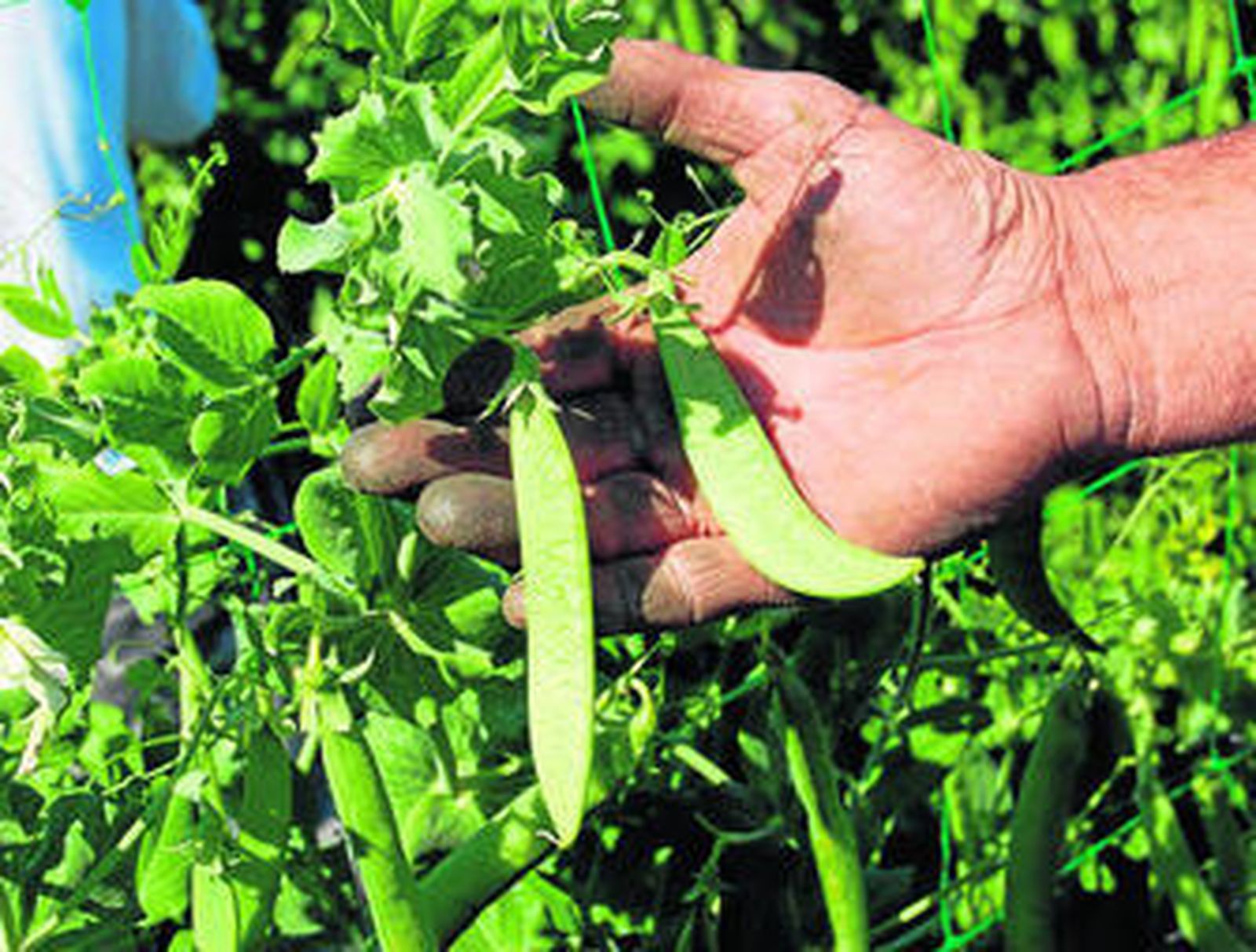 Un agricultor muestra unas plantas de guisantes..