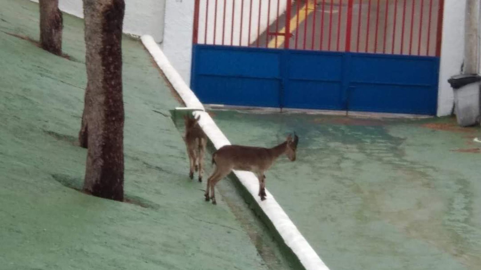 Las cabras en las instalaciones de Miramar.