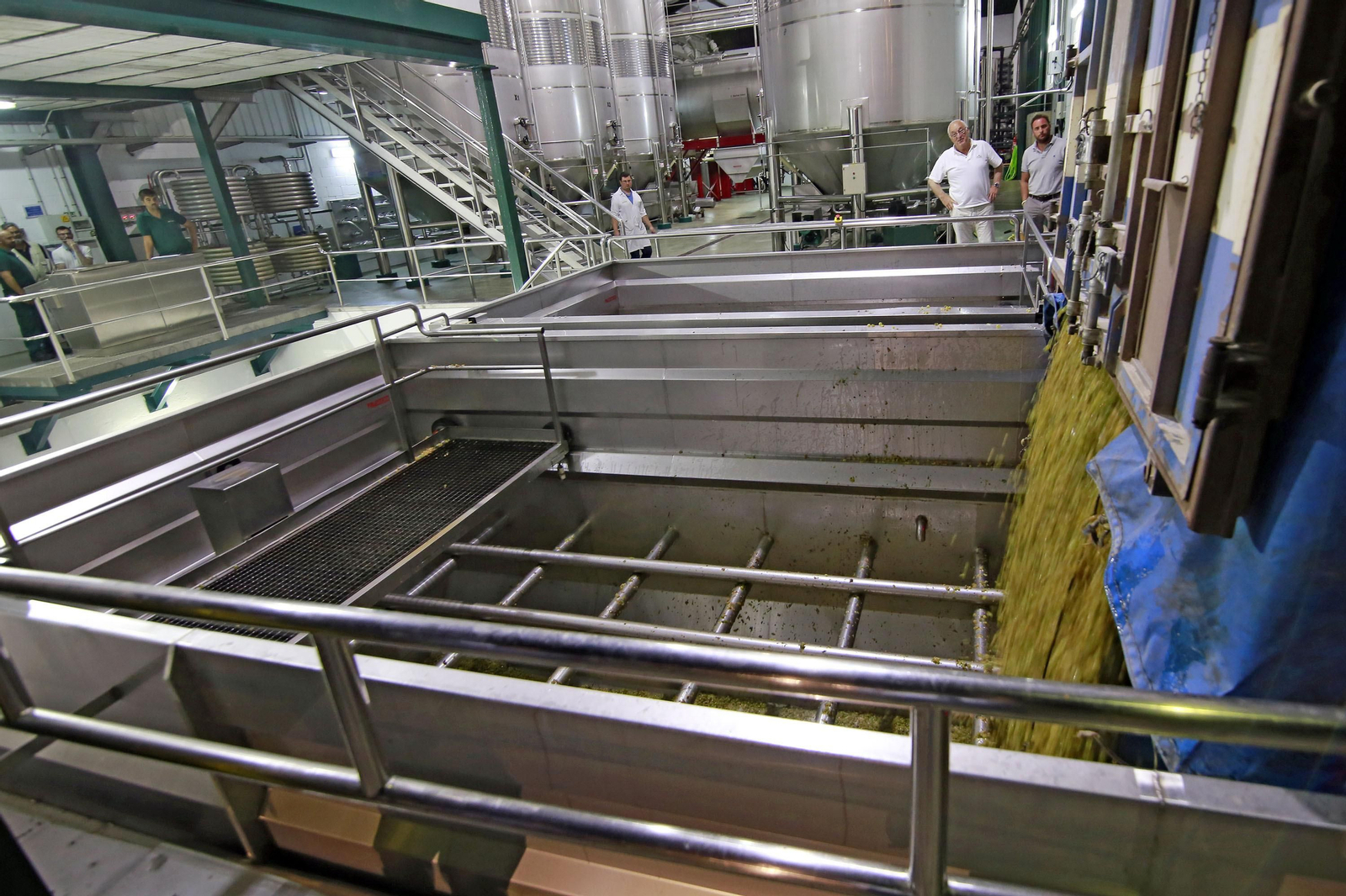 Imagen de las primeras uvas llegando a Estévez.