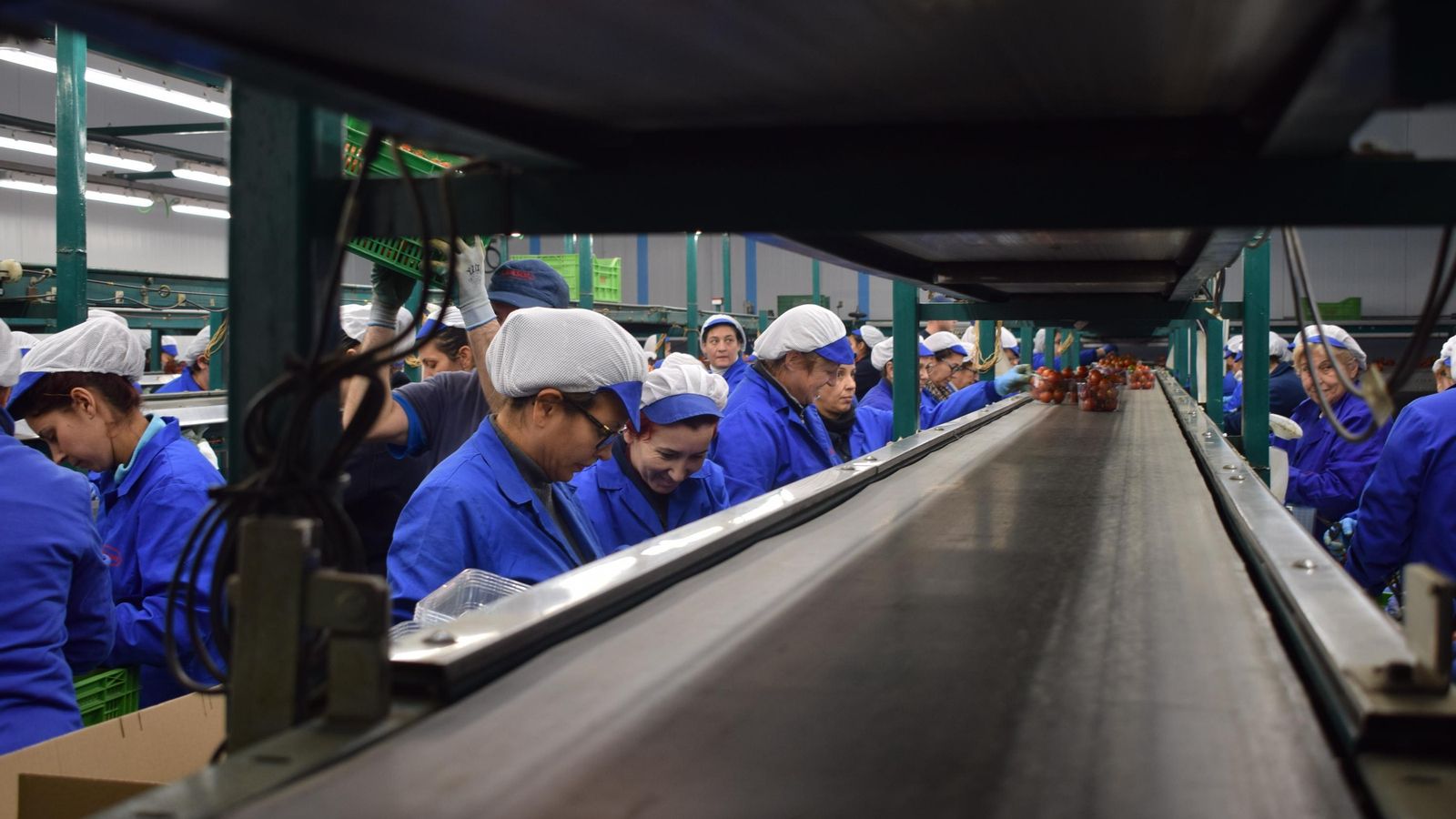 Alrededor del 85% de las familias de Vícar viven del sector agrícola.