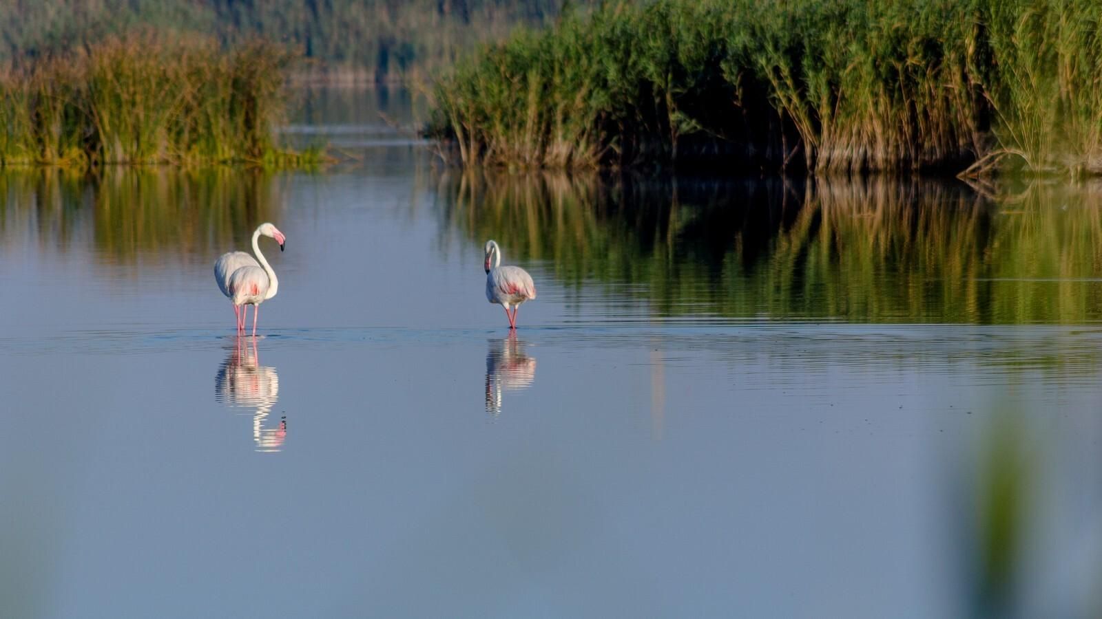 Flamencos en Punta Entinas-Sabinar.