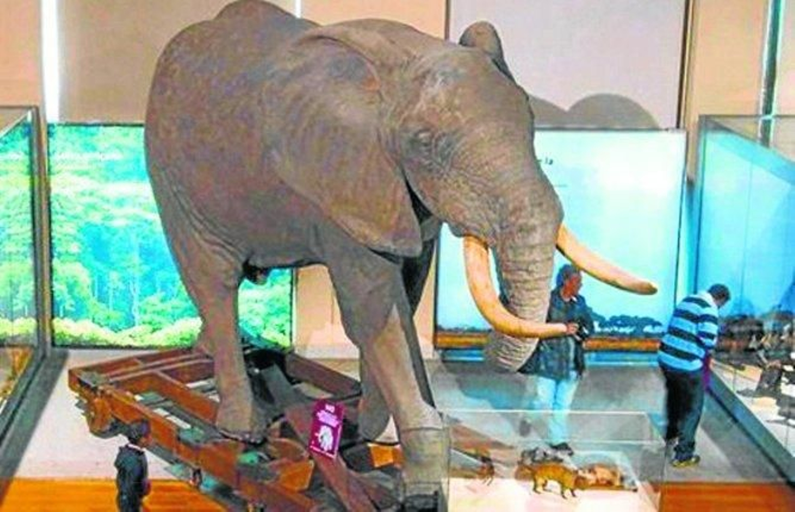 El elefante fue disecado tras su fallecimiento en 1777 y está actualmente expuesto en el Museo Nacional de Ciencias Naturales, en Madrid.