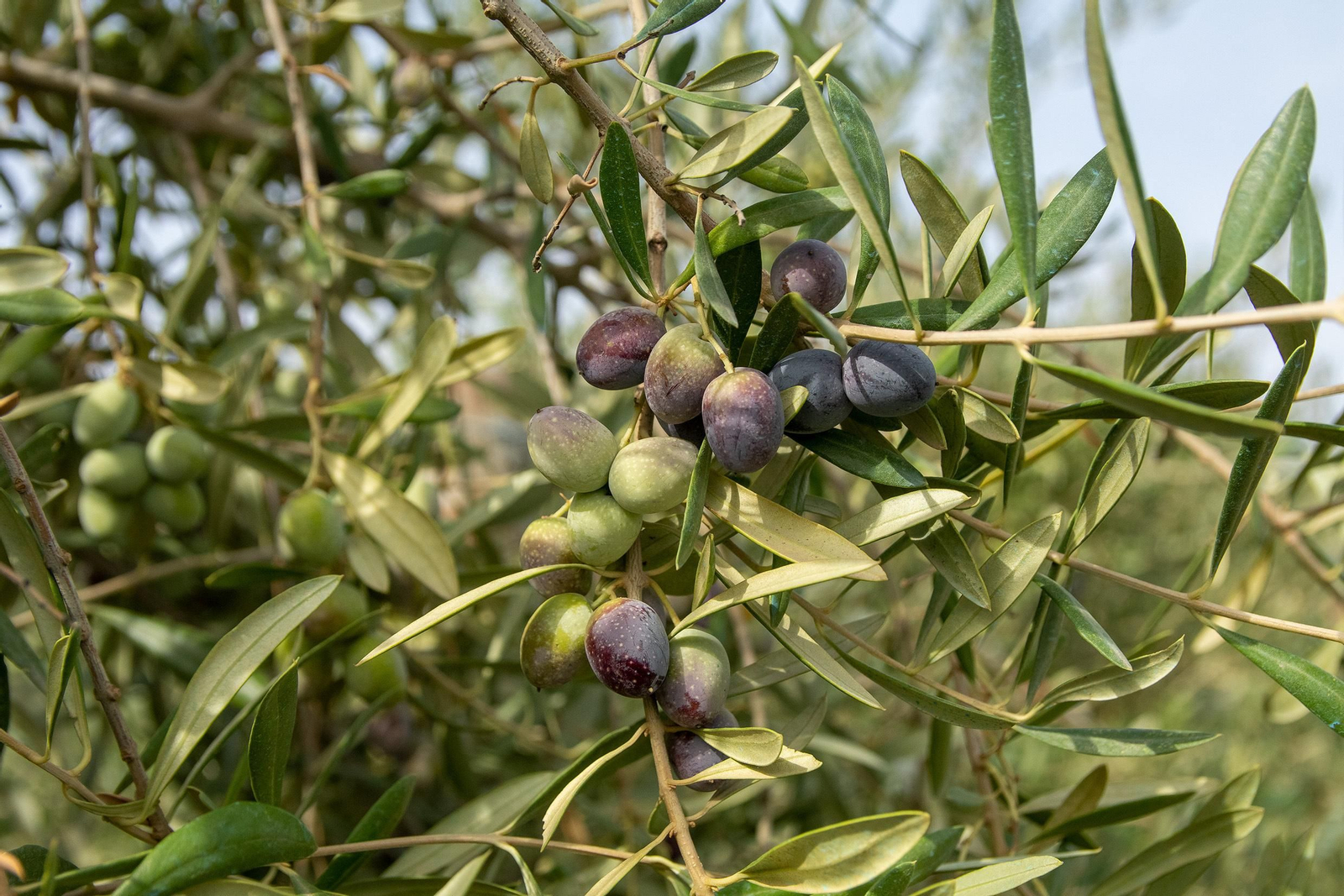 Aceituna de la variedad Sultana.