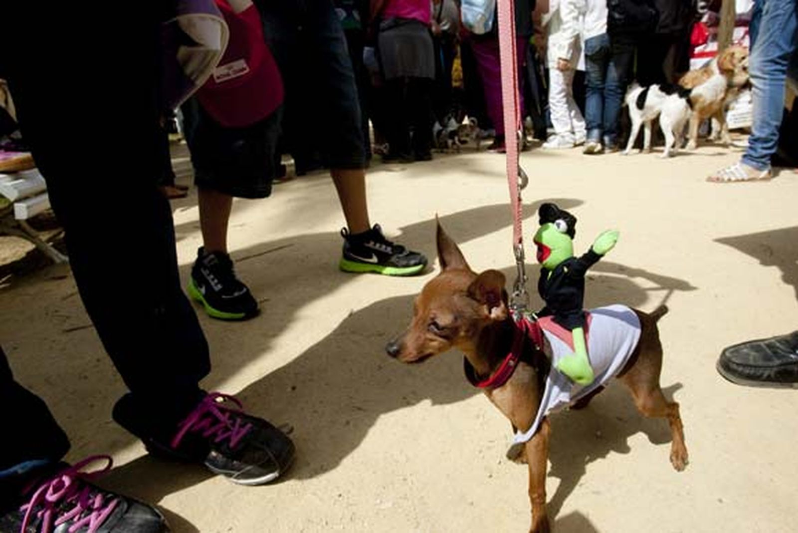 Más de 500 perros participaron en el evento, que contó con una exhibición de las Fuerzas del Orden


Foto: Lourdes de Vicente