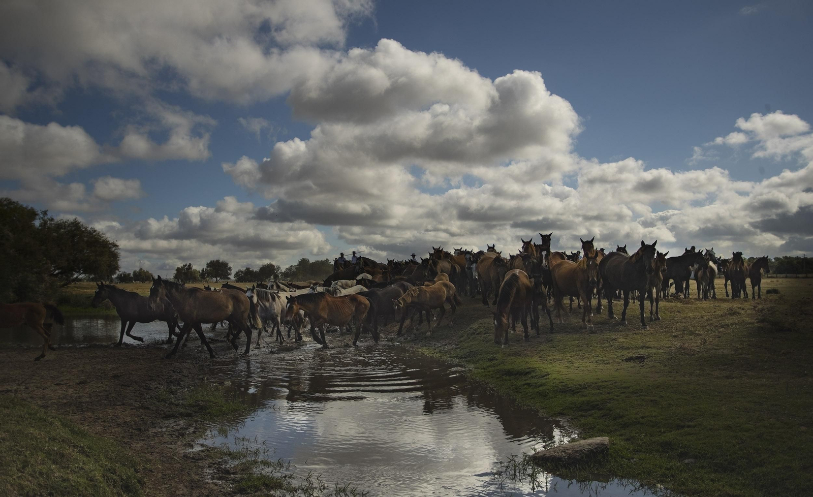 La Saca de las Yeguas, en imágenes
