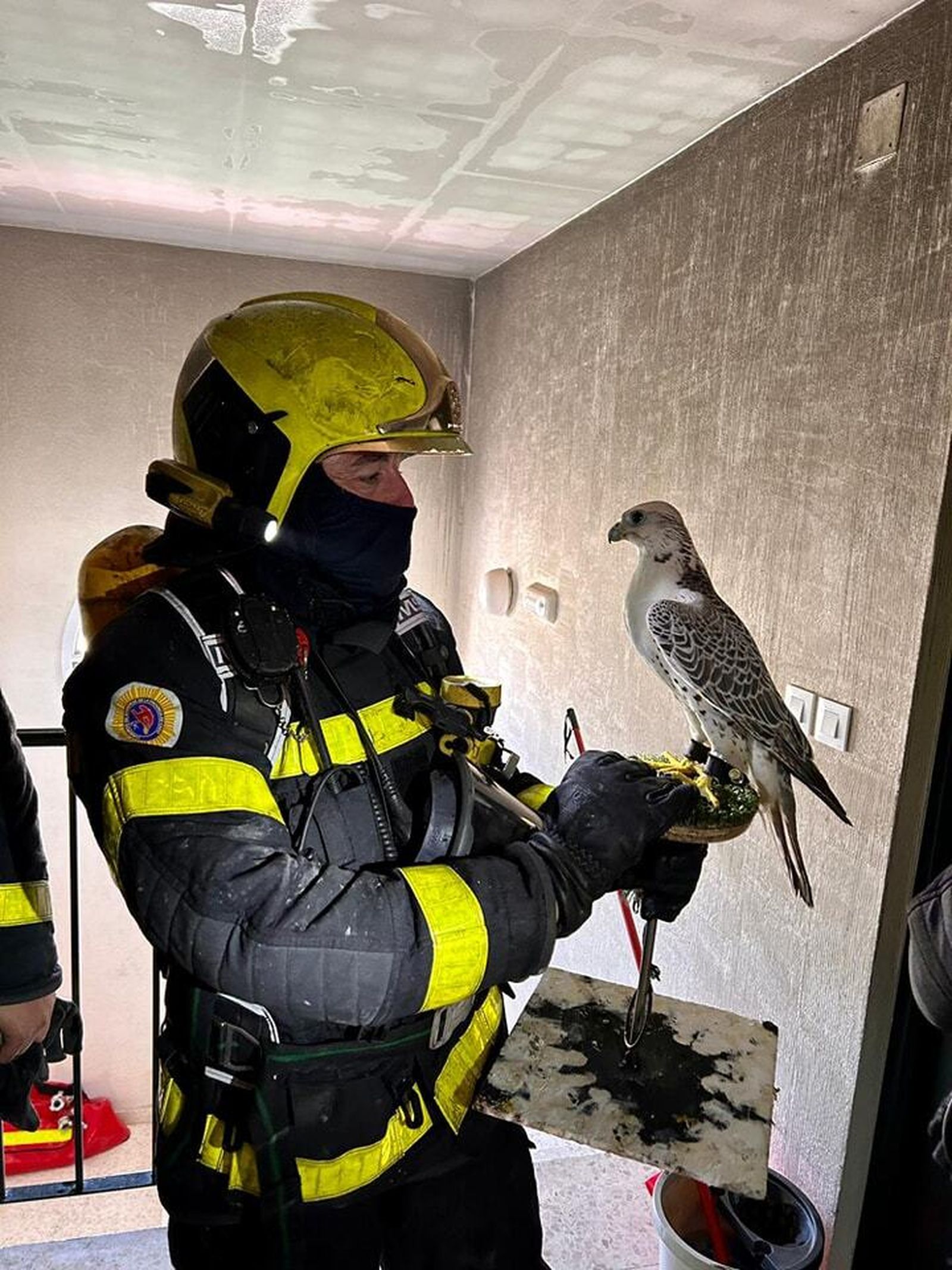 Los bomberos rescataron a este halcón de una casa colindante