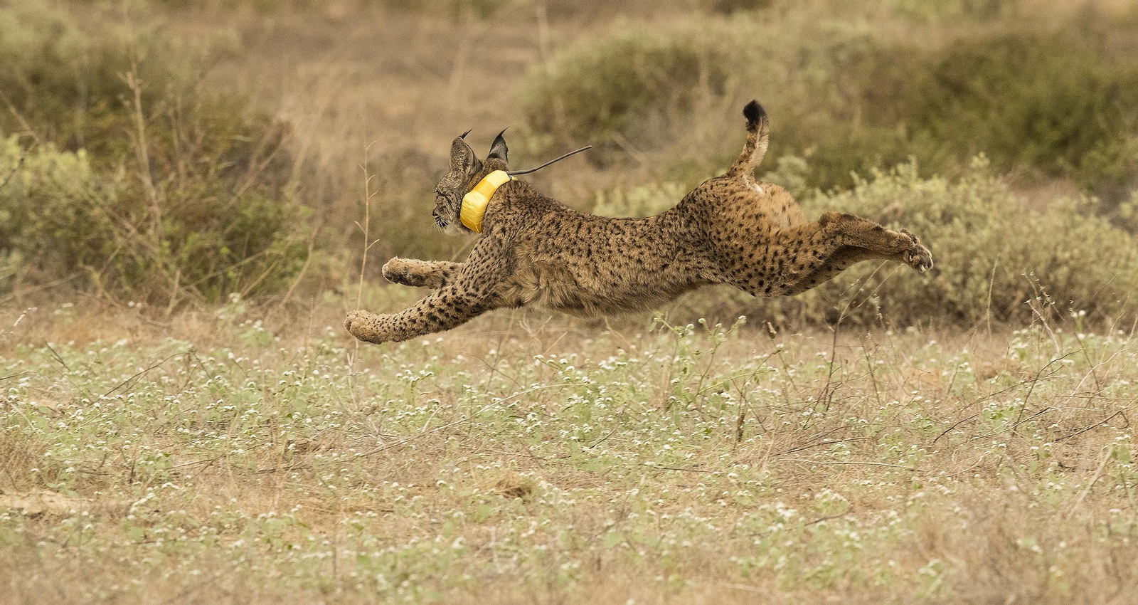 Suelta de un lince en La Puebla del Río